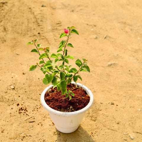 Bougainvillea Red in 10 Inch White Classy Plastic Pot