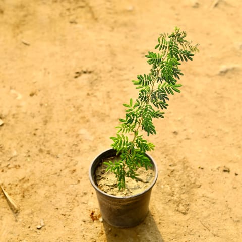 Shami plant in 6 Inch Nursery Pot