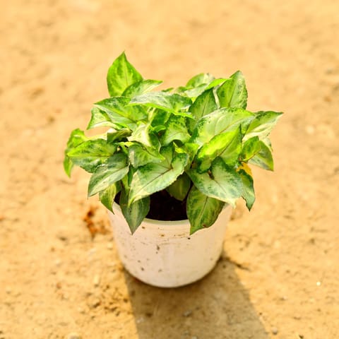 Air Purifying - Syngonium Yammi in 4 Inch Nursery Pot