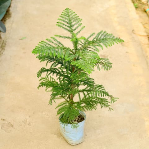 Araucaria / Christmas Tree in 8 Inch Nursery Bag