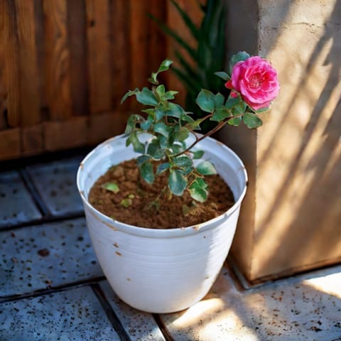 Rose / Gulab Pink in 8 Inch White Marble Premium Milo Round Plastic Pot