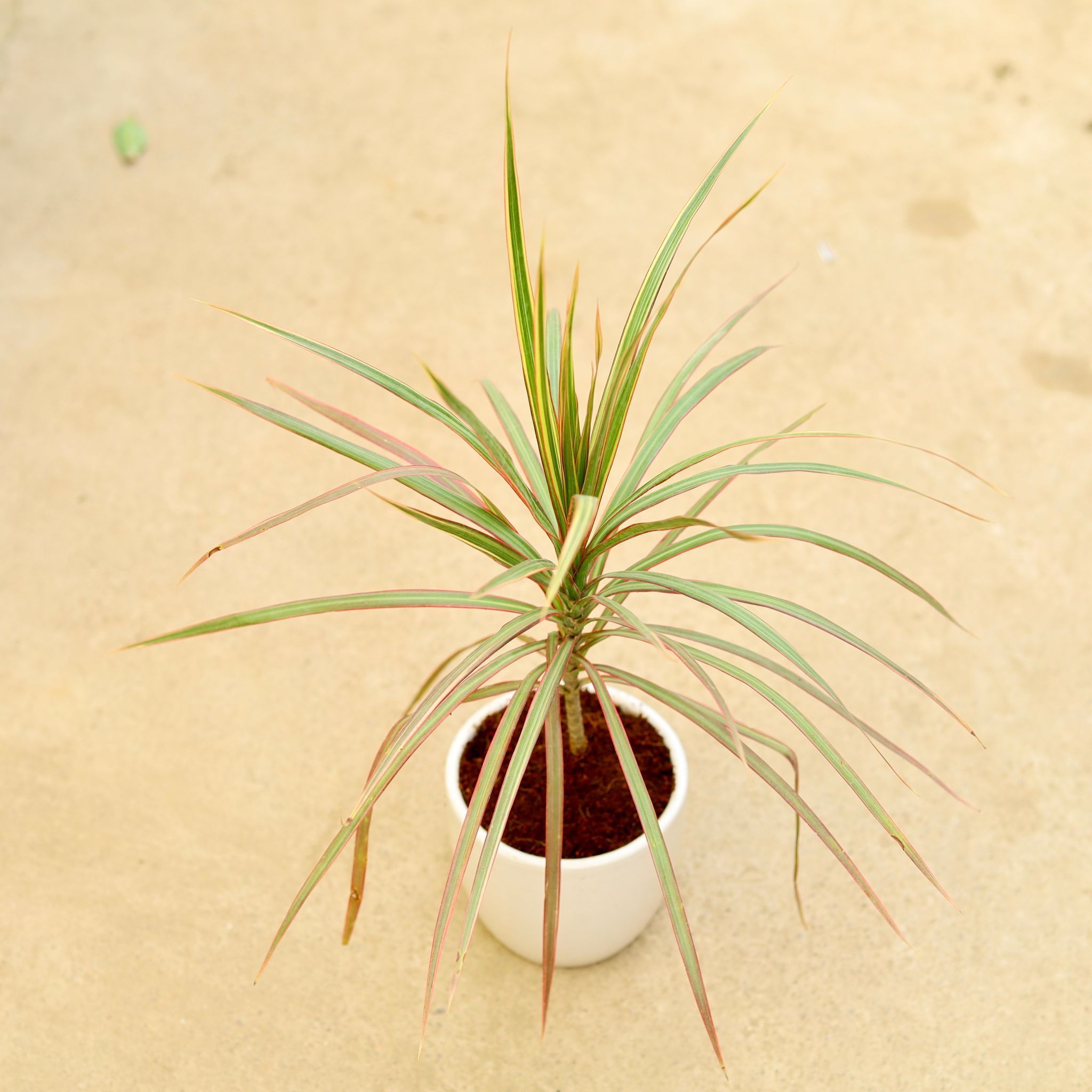 Dracaena Coloroma in 6 Inch Classy White Cup Ceramic Pot