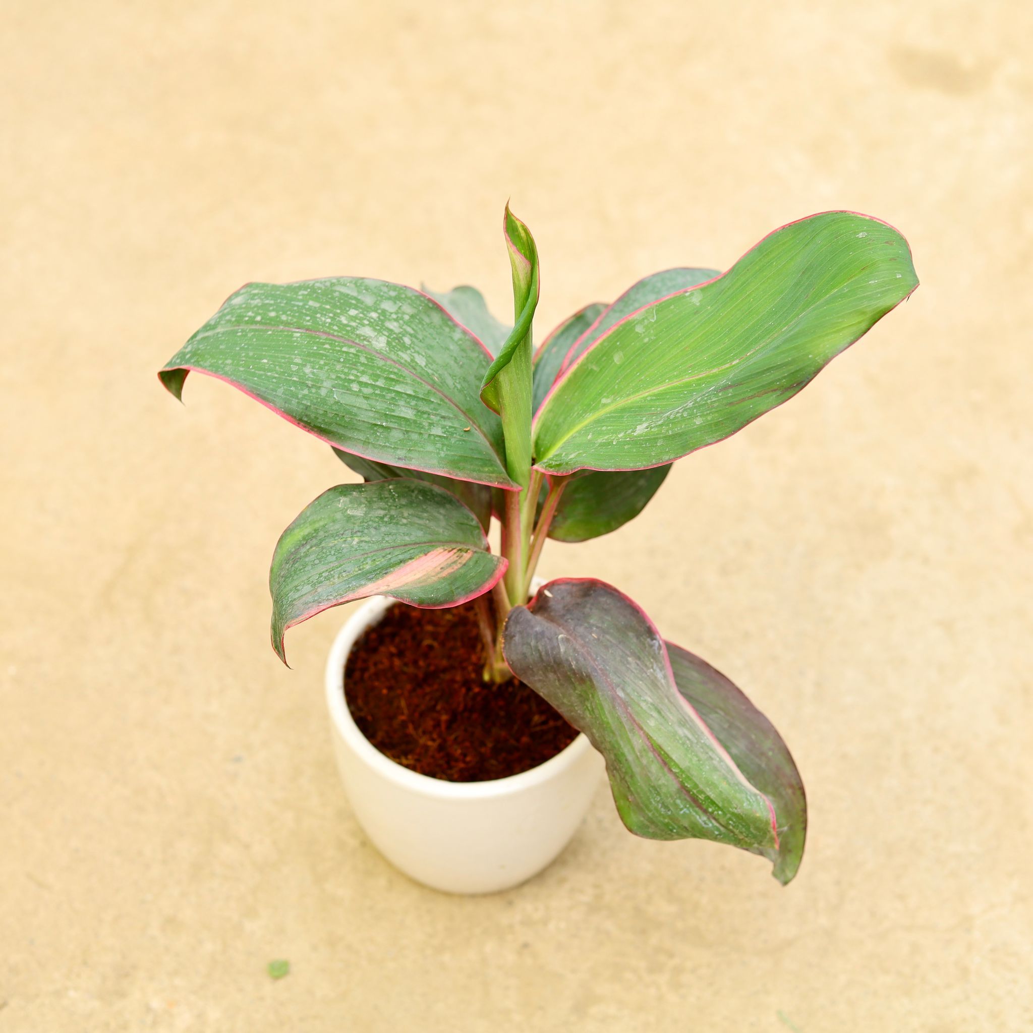 Air Purifying - Dracaena Kedarnath in 6 Inch Classy White Cup Ceramic Pot
