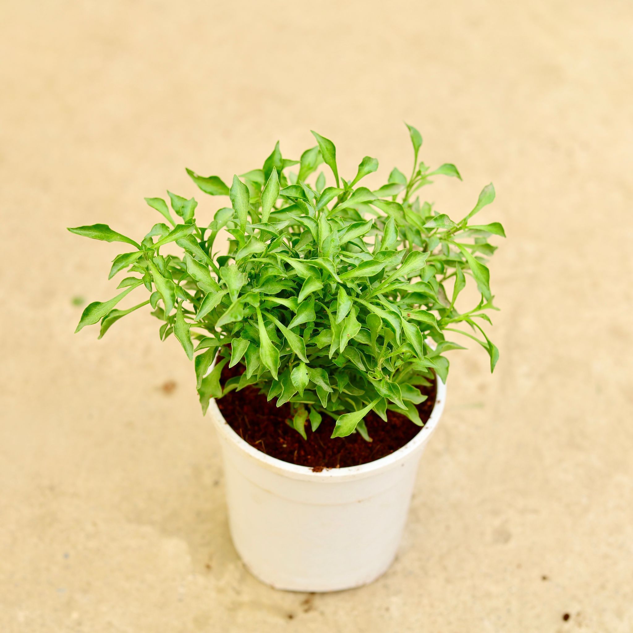Alternanthera Green in 4 Inch White Nursery Pot