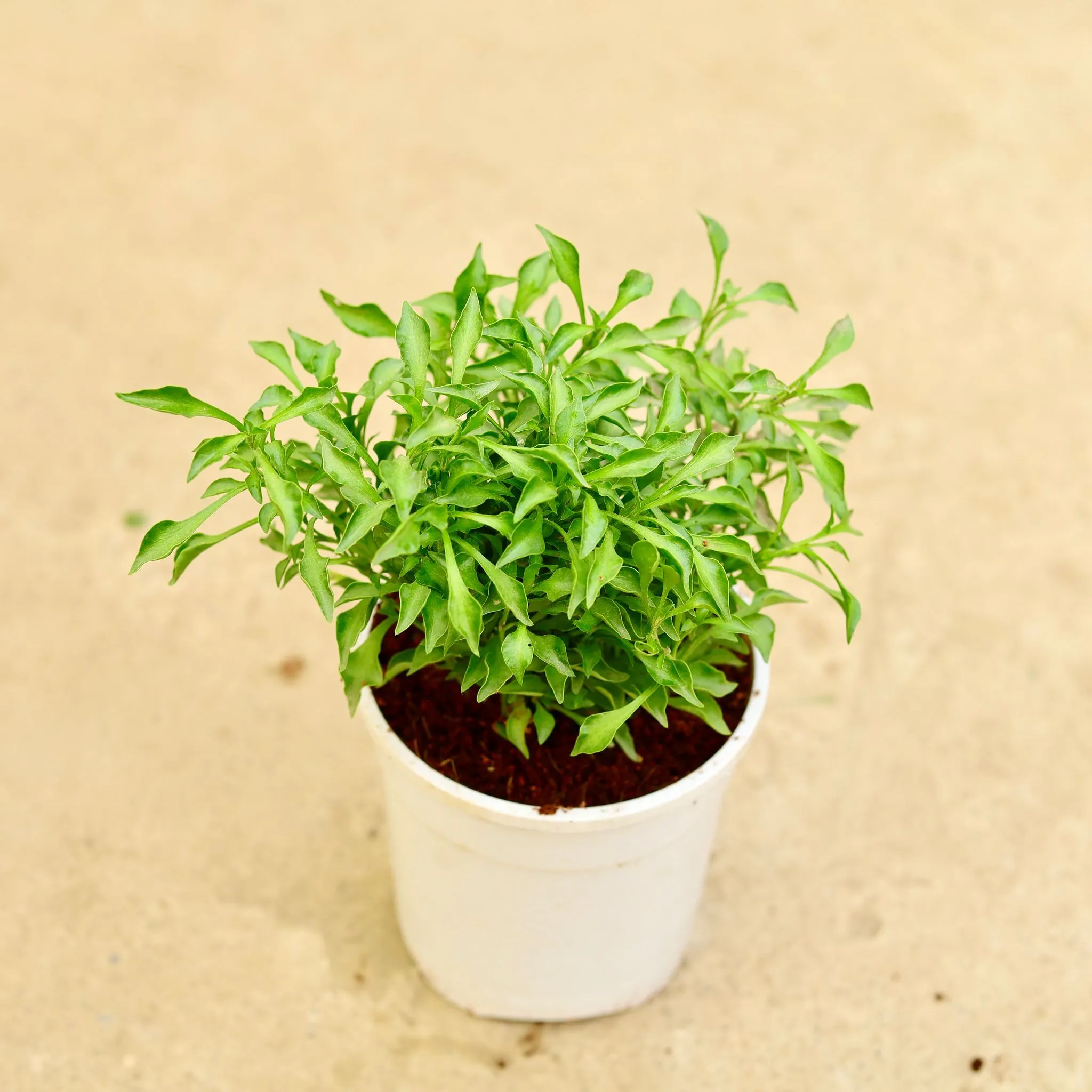 Alternanthera Green in 4 Inch White Nursery Pot