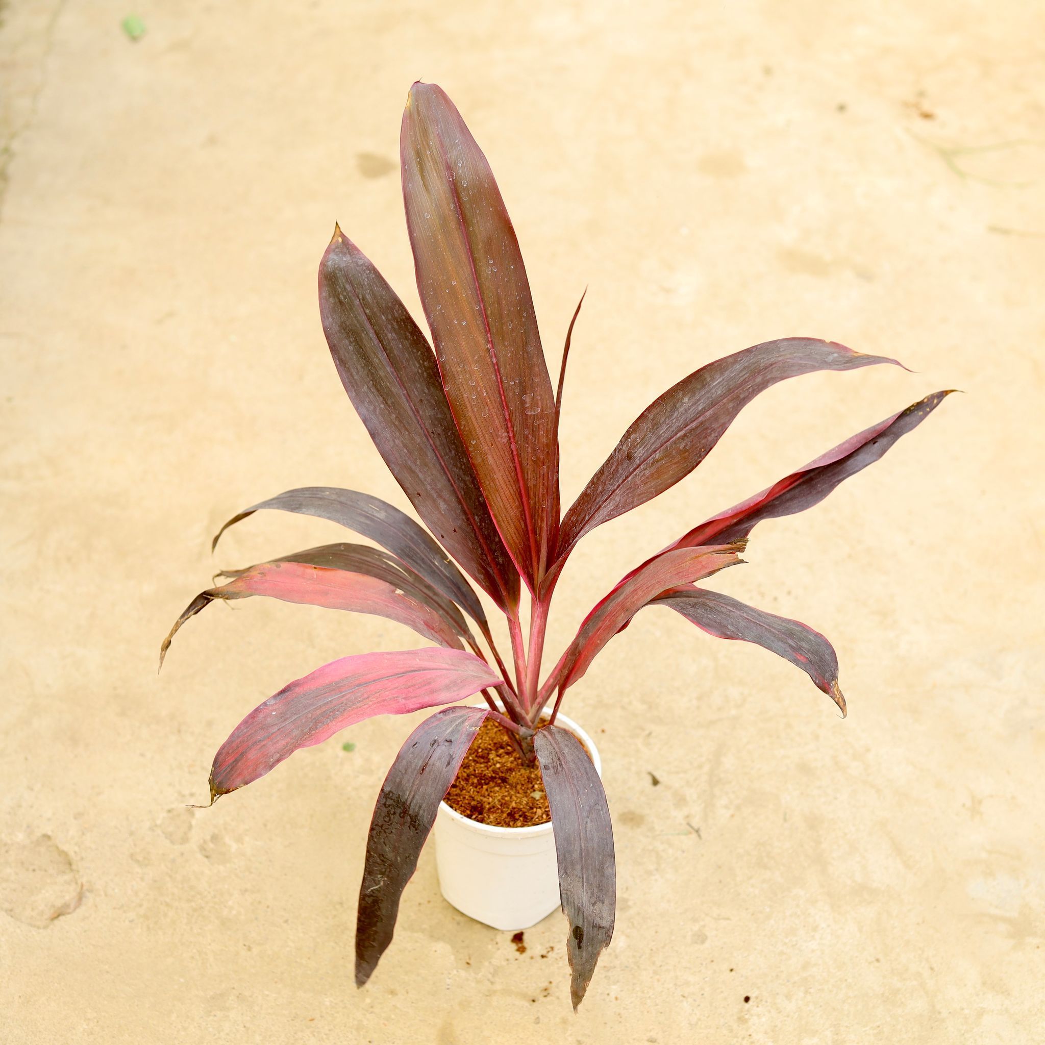 Air Purifying - Dracaena Mahatma in 5 Inch White Nursery Pot
