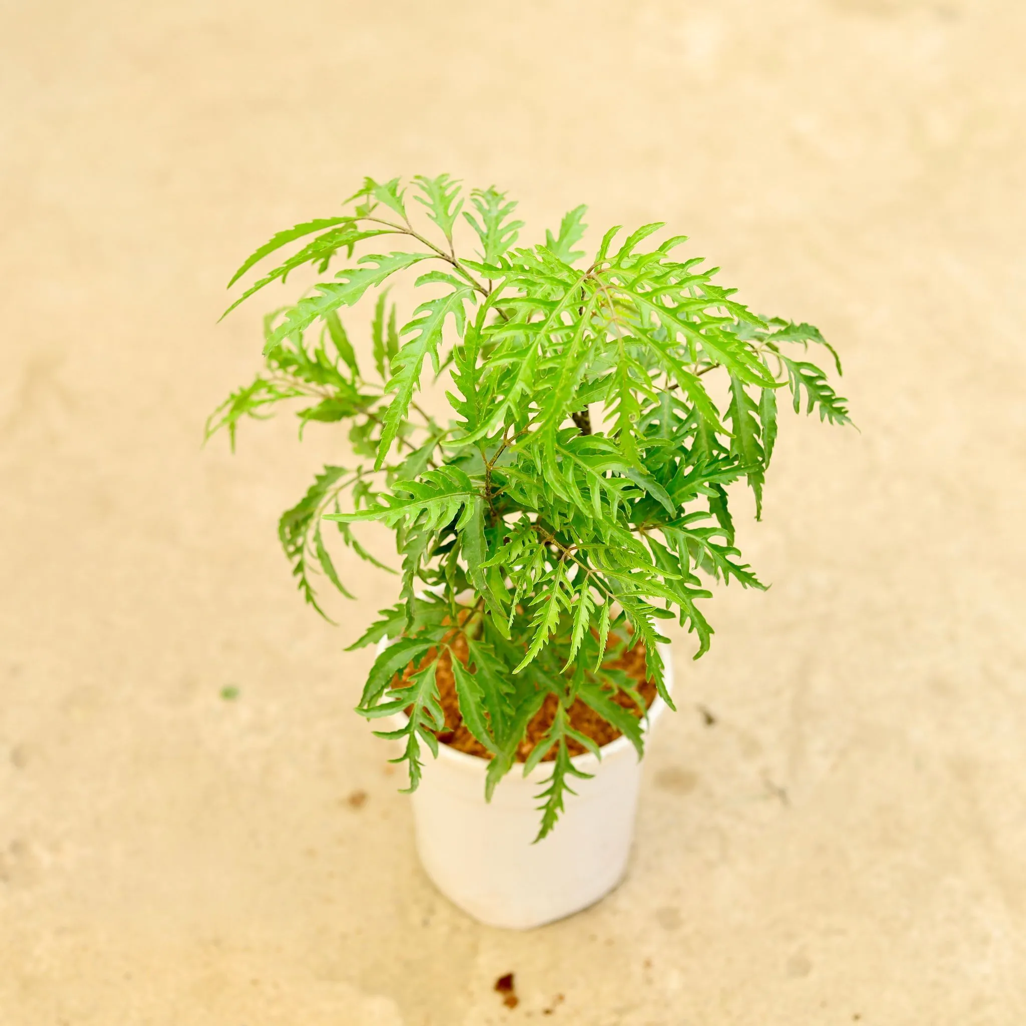 Aralia Neem in 5 Inch White Nursery Pot