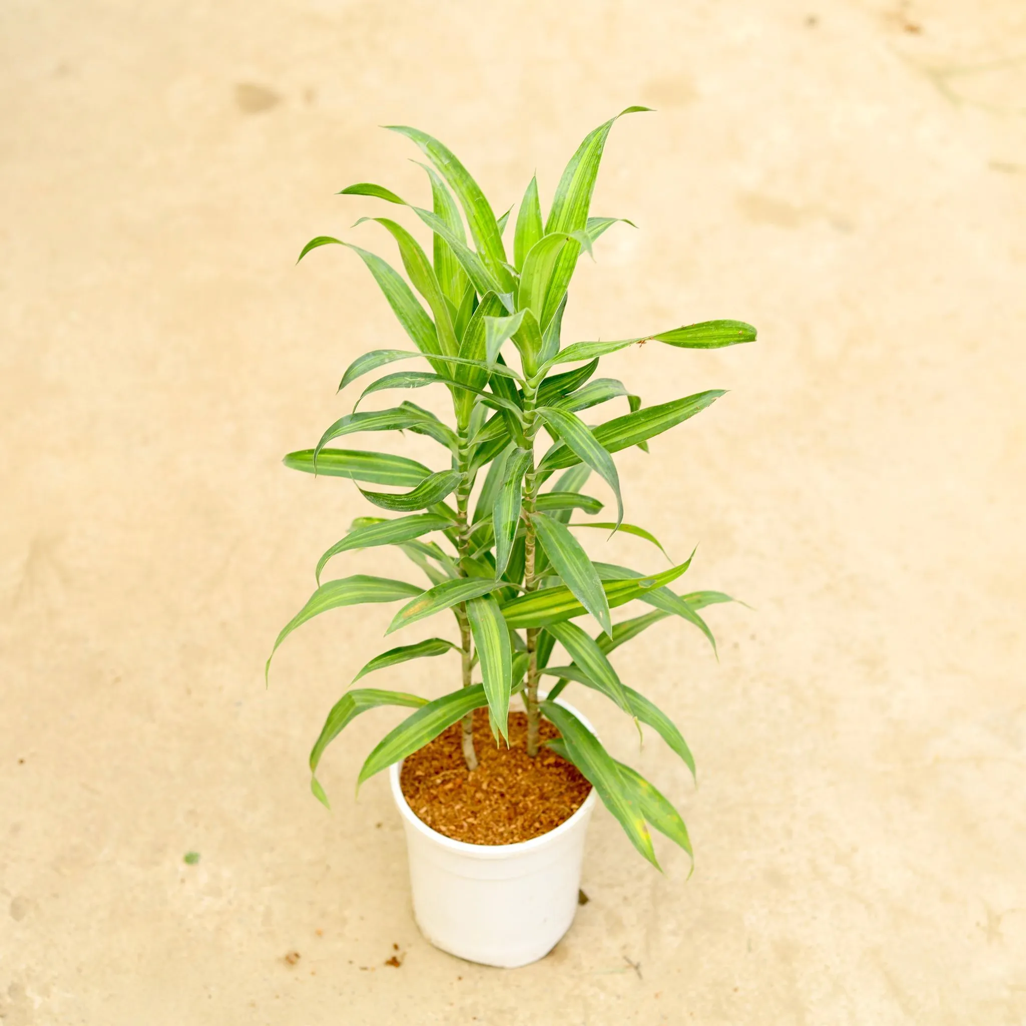 Dracaena Messenger / Song Of India in 5 Inch White Nursery Pot