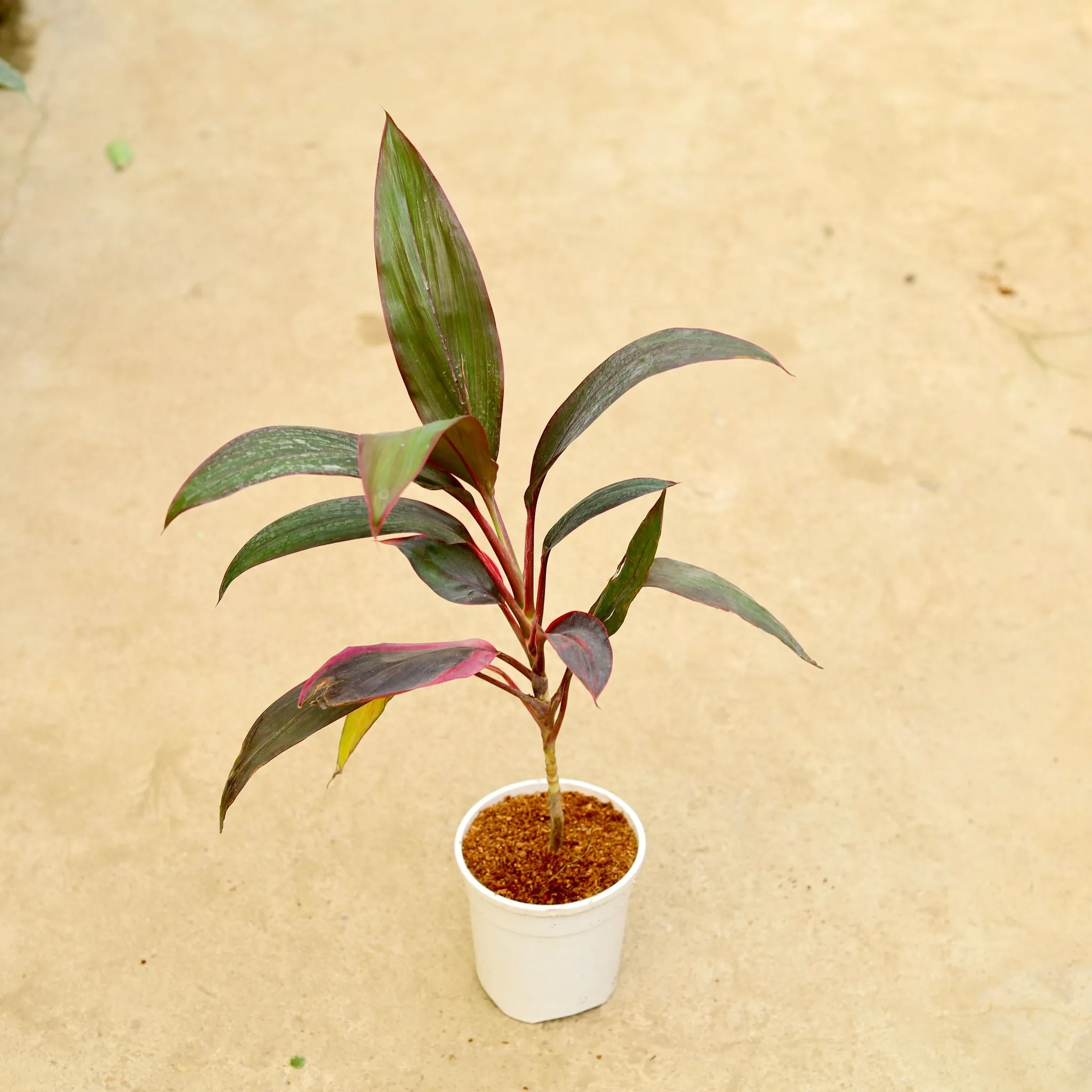 Air Purifying - Dracaena Mahatma in 5 Inch White Nursery Pot