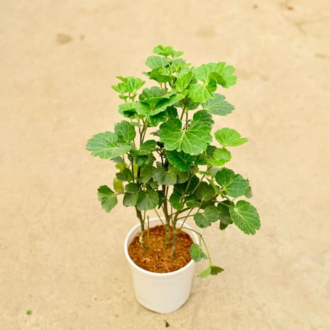 Aralia apple leaf in 5 Inch White Nursery Pot