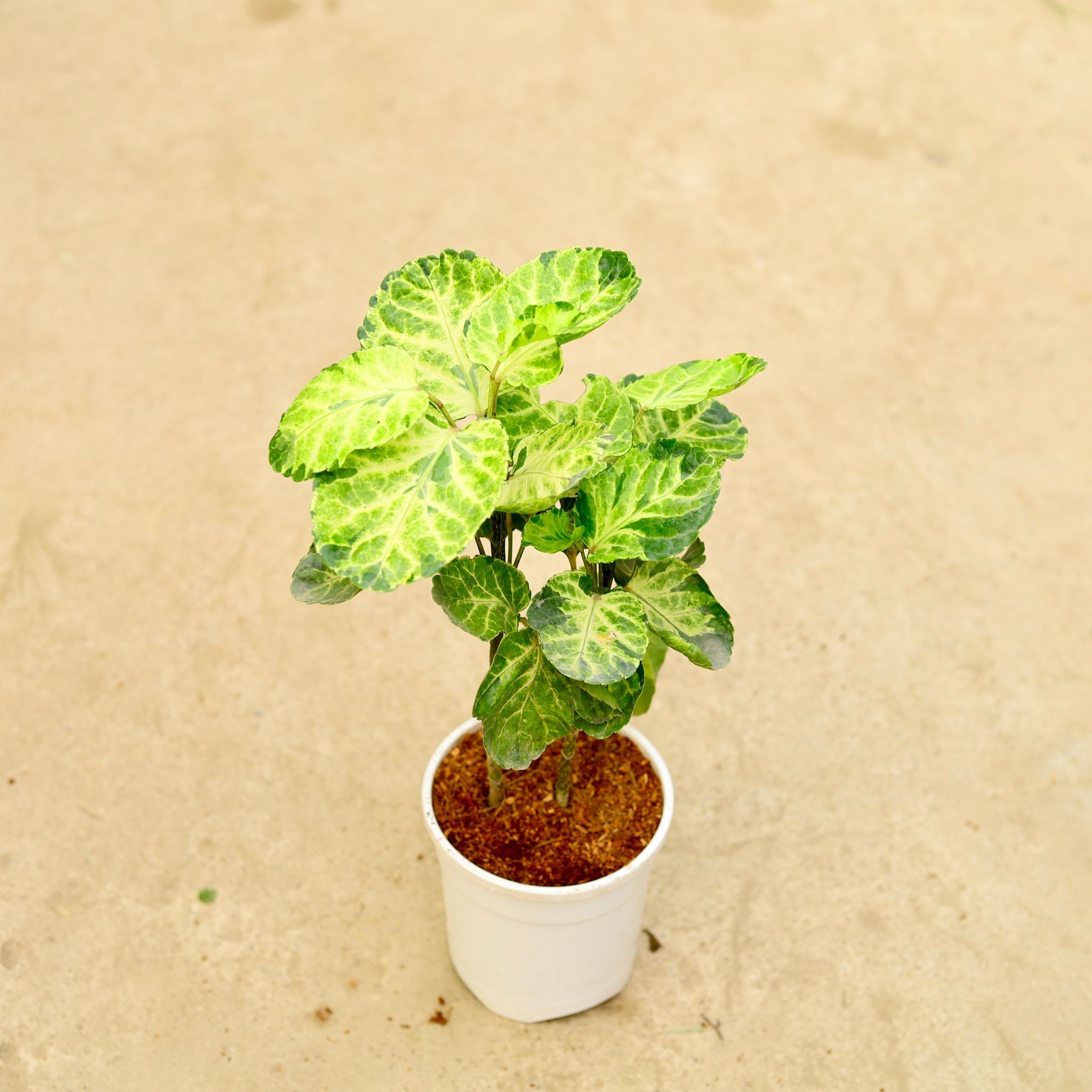 Aralia Dinner plate in 5 Inch White Nursery Pot