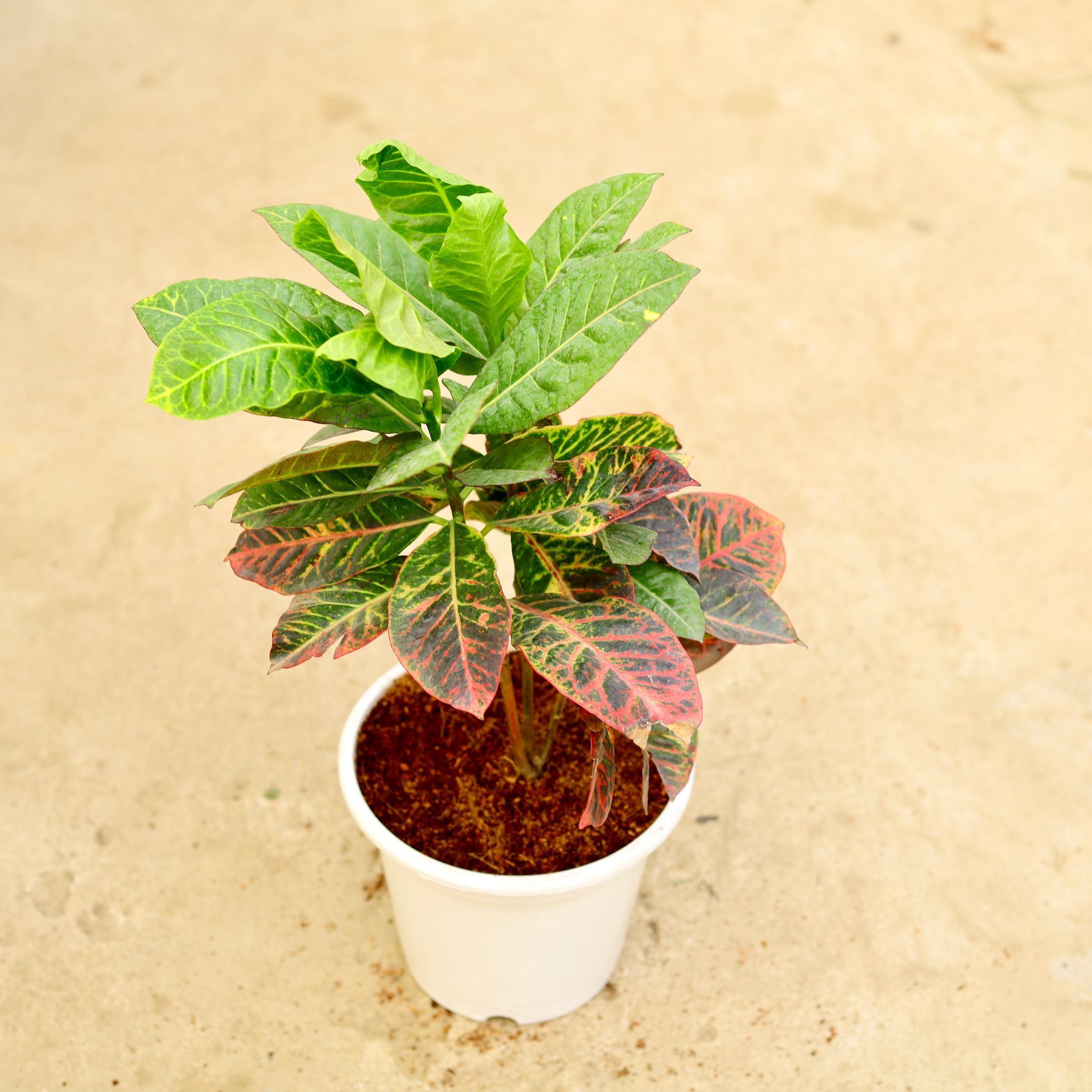 Croton Petra (Pune Variety) in 8 Inch White Nursery Pot