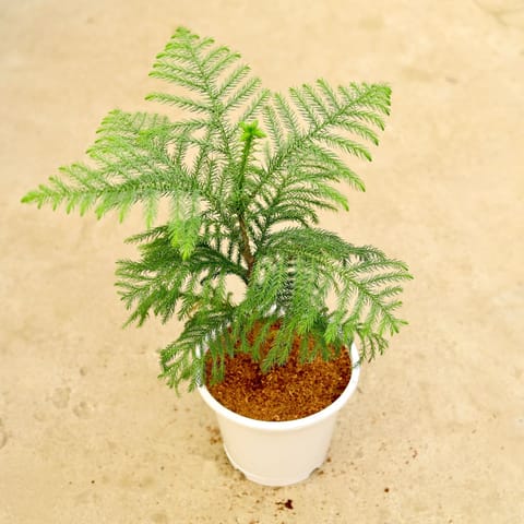 Araucaria / Christmas Tree in 8 Inch White Nursery Pot