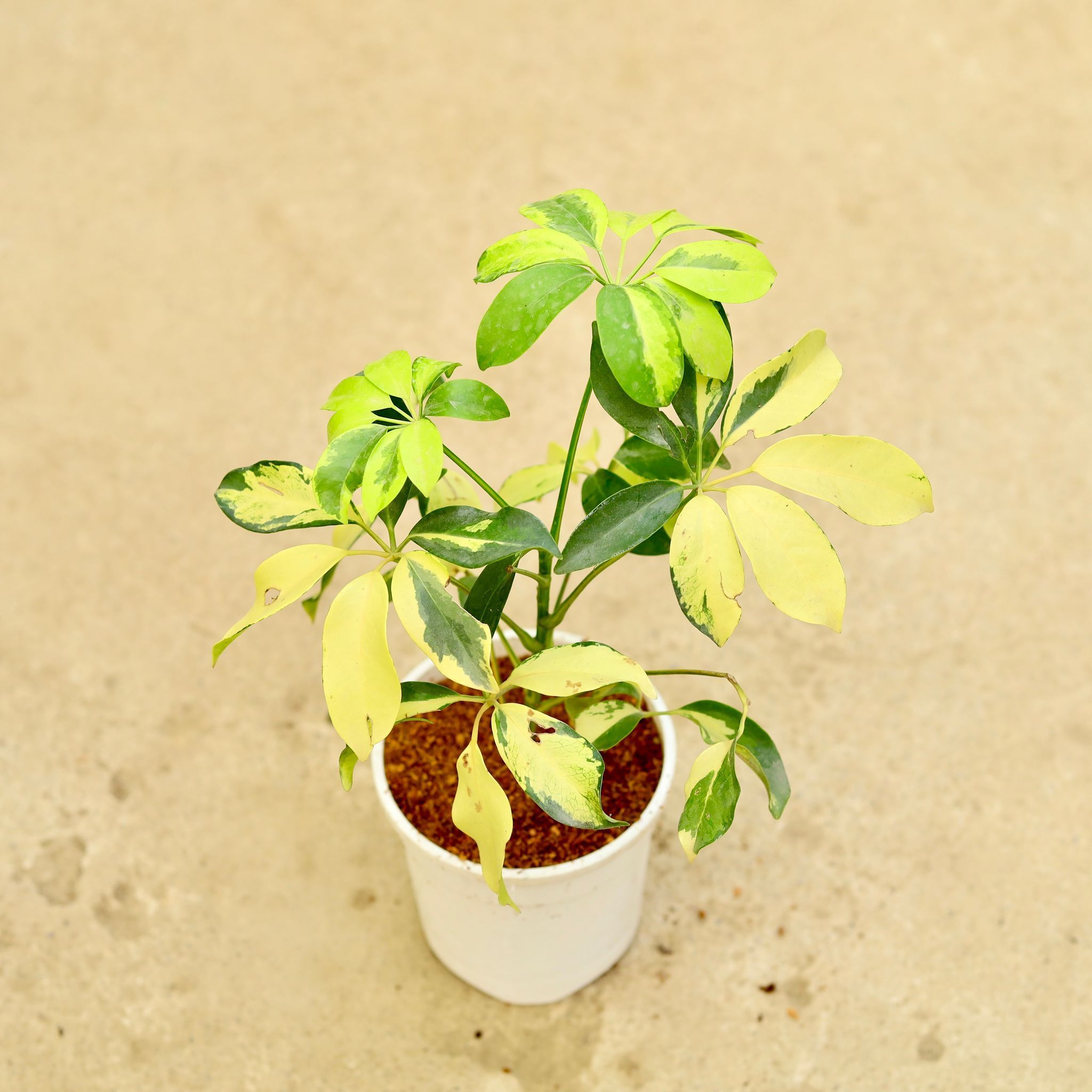Air Purifying - Schefflera Brassia in 5 Inch White Nursery Pot