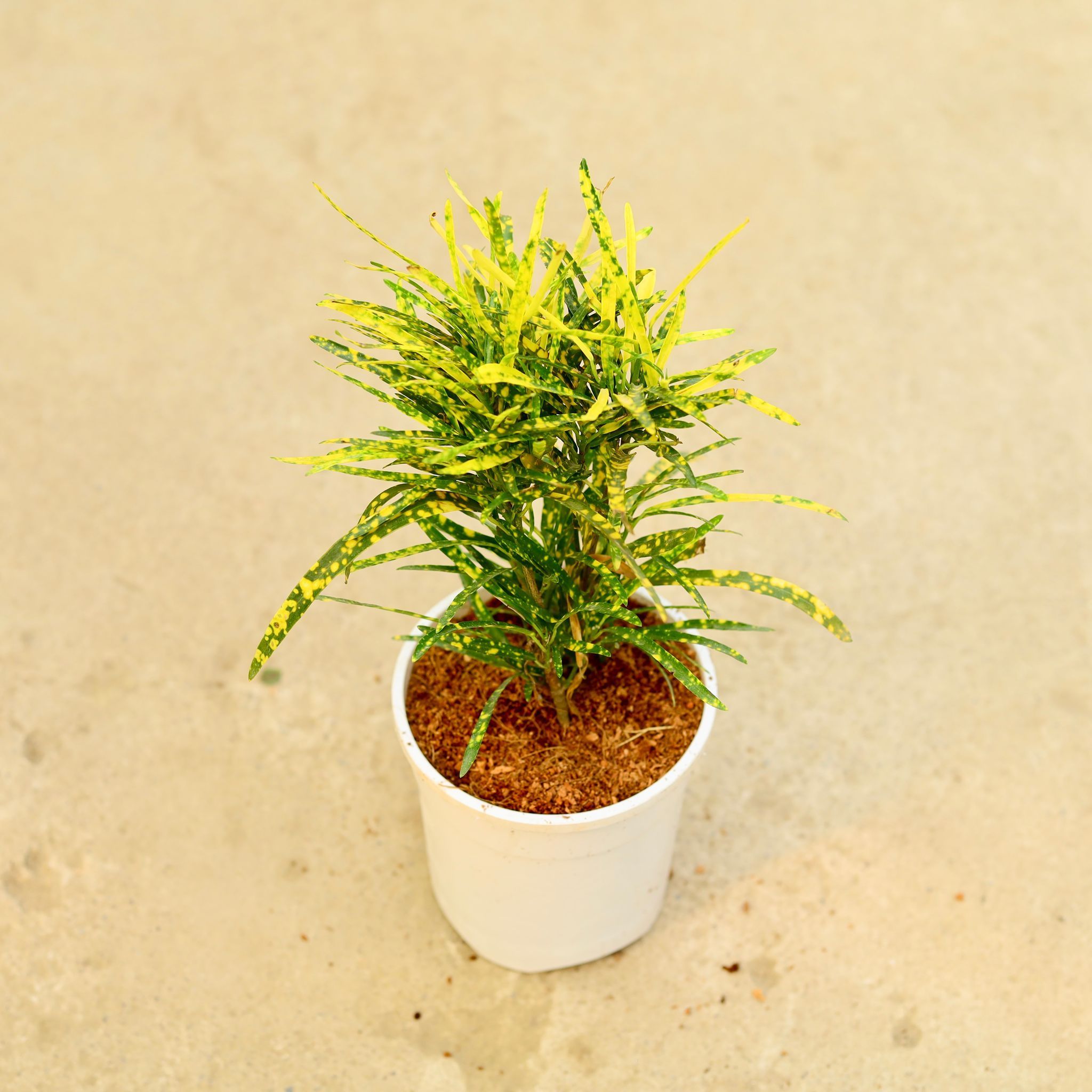 Chironji Croton in 5 Inch White Nursery Pot