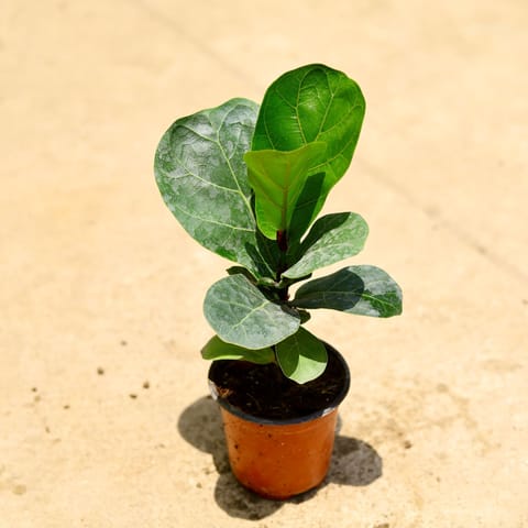 Fiddle Leaf Fig / Ficus Lyrata in 4 Inch Nursery Pot