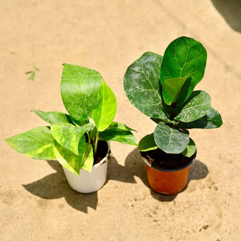 Set of 2 - Money plant green & Fiddle Leaf Fig / Ficus Lyrata in 4 Inch Nursery Pot
