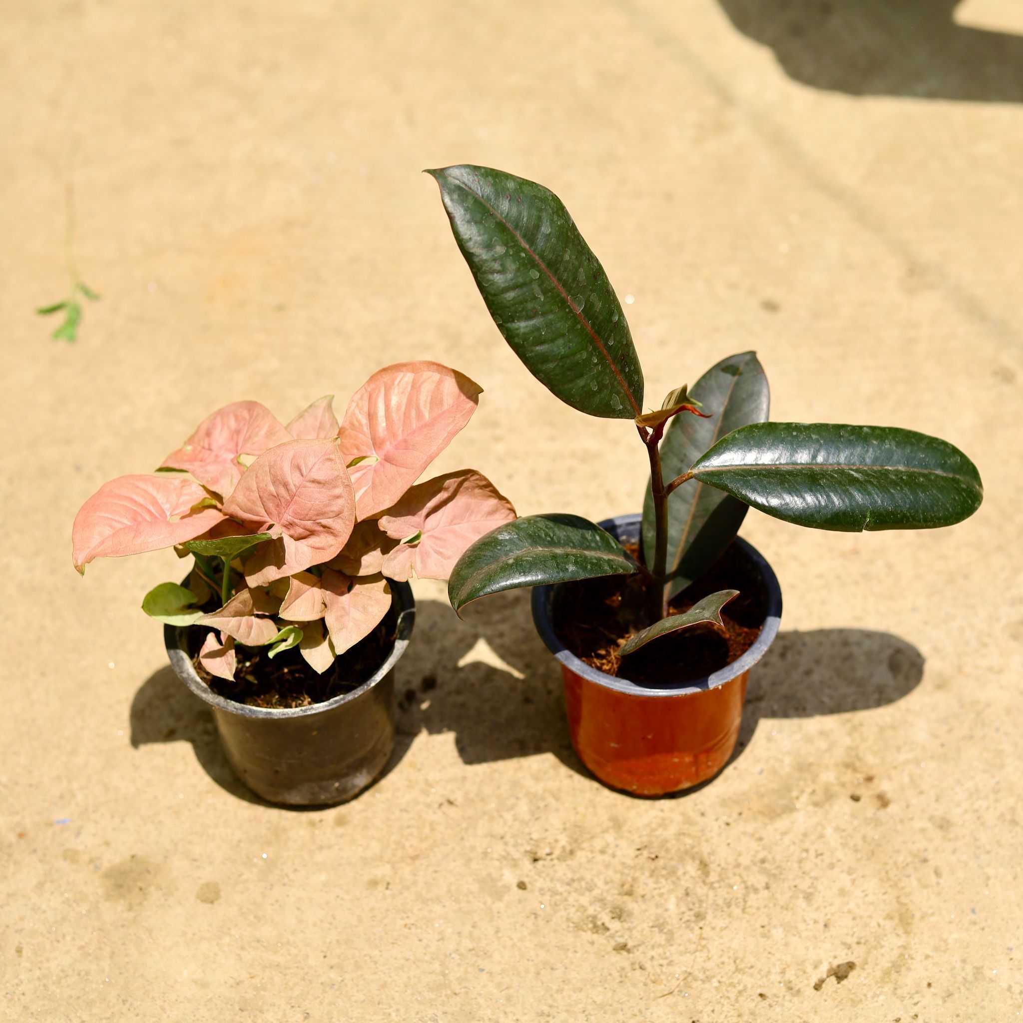 Set of 2 - Syngonium Pink & Rubber green in 4 Inch Nursery Pot