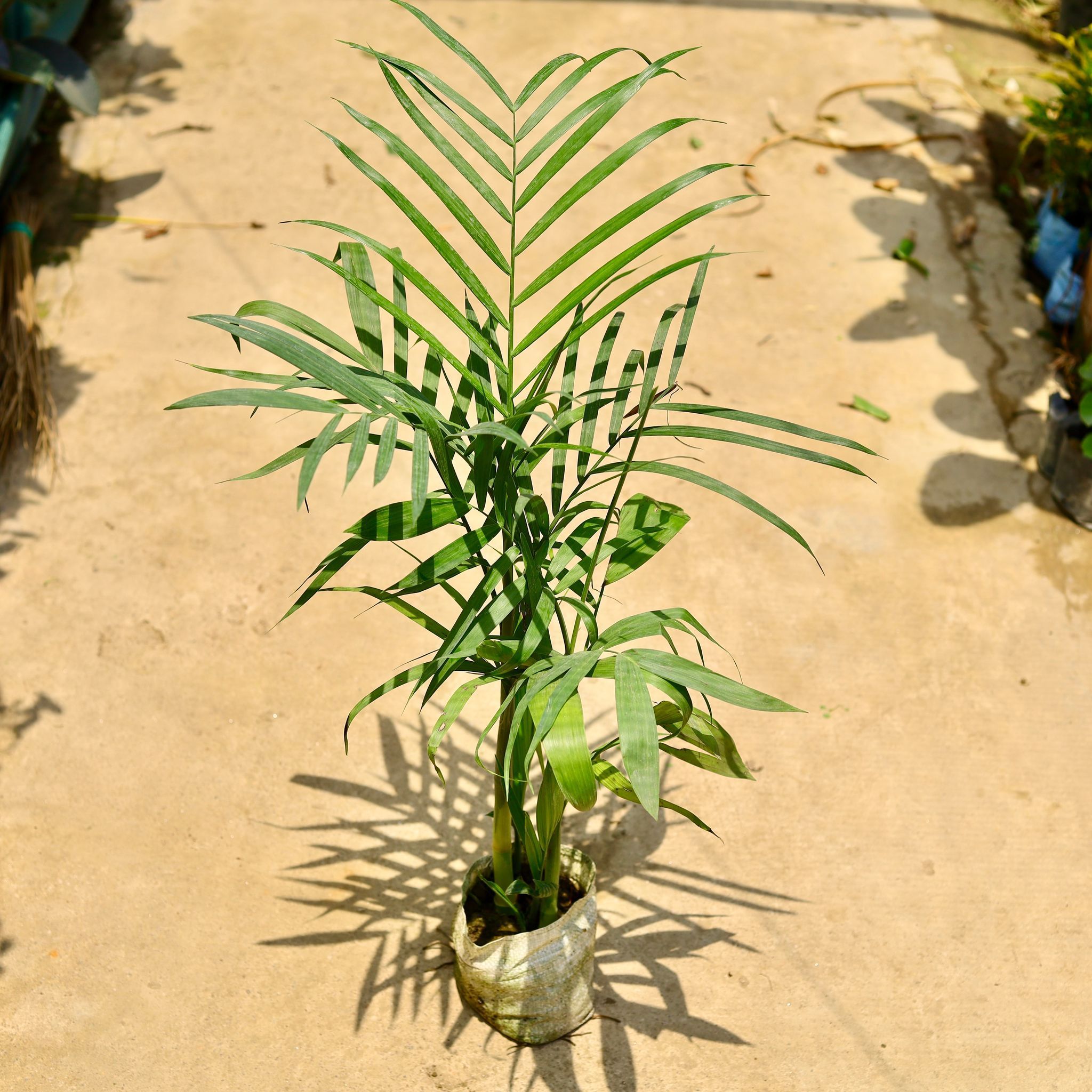 Bamboo / Cane Palm (~ 4 Ft) in 8 Inch Nursery Bag