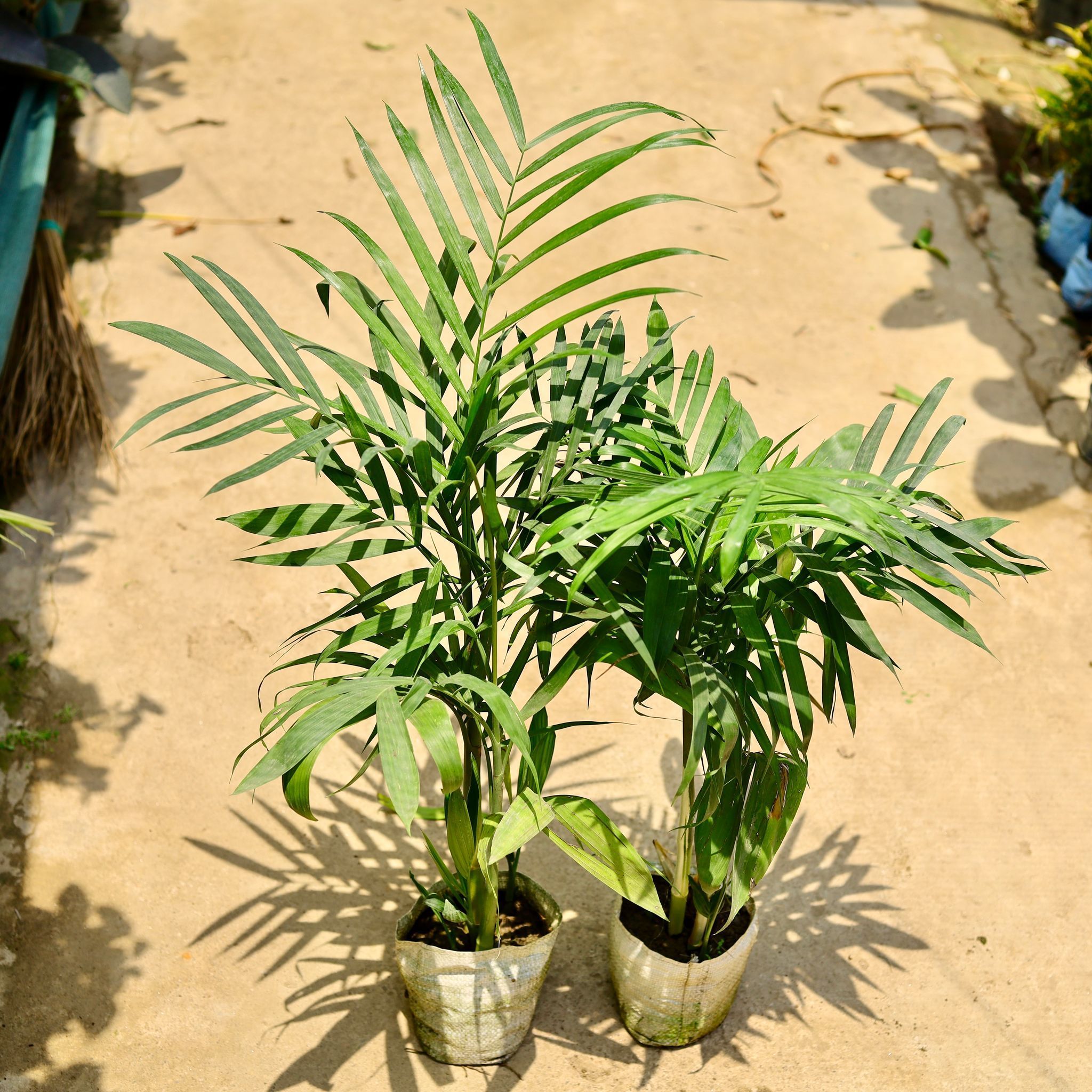 Set of 2 - Bamboo / Cane Palm (~ 4 Ft) in 8 Inch Nursery Bag