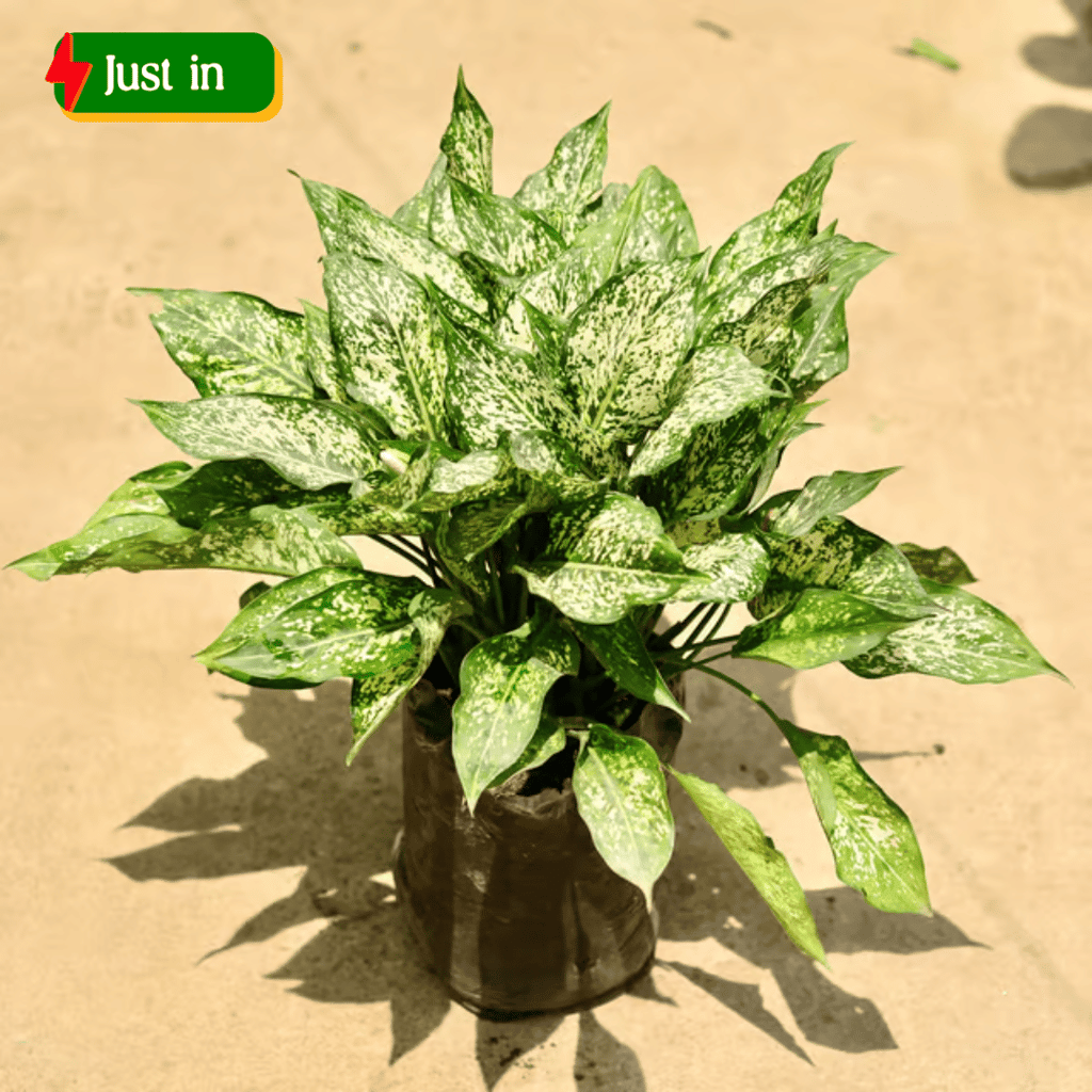 Aglaonema snow white in 8 Inch Nursery Bag