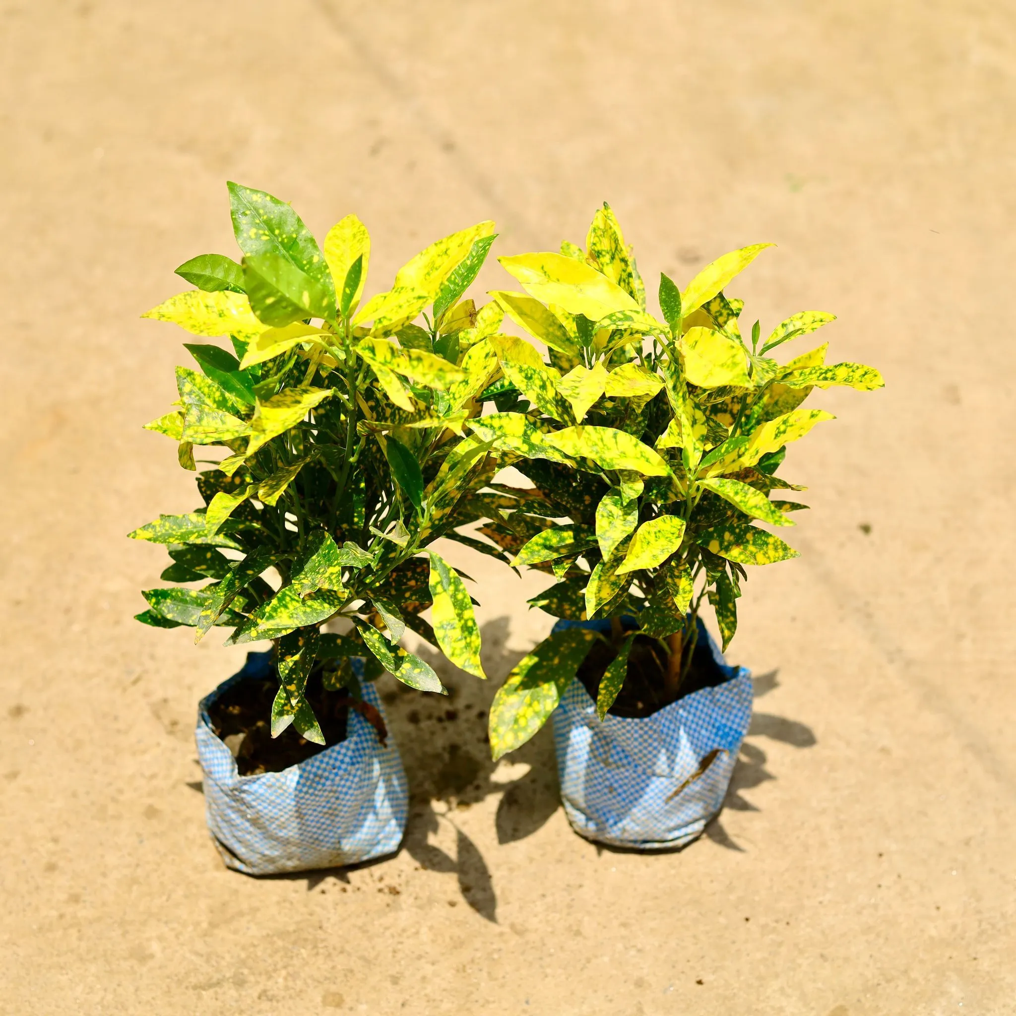 Set of 2 - Baby Croton in 4 Inch Nursery Bag