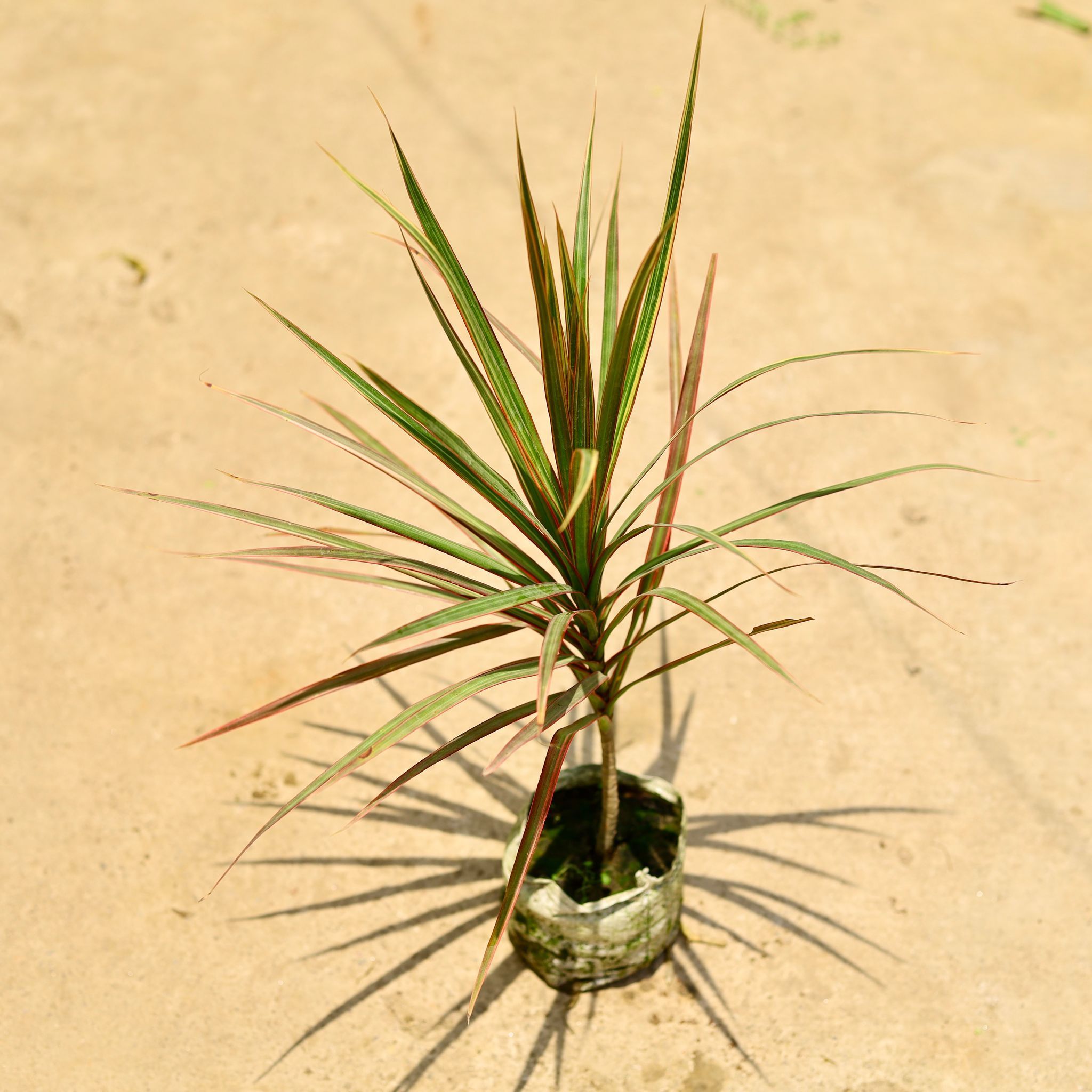 Dracaena Colorama / Marginata in 4 Inch Nursery Bag