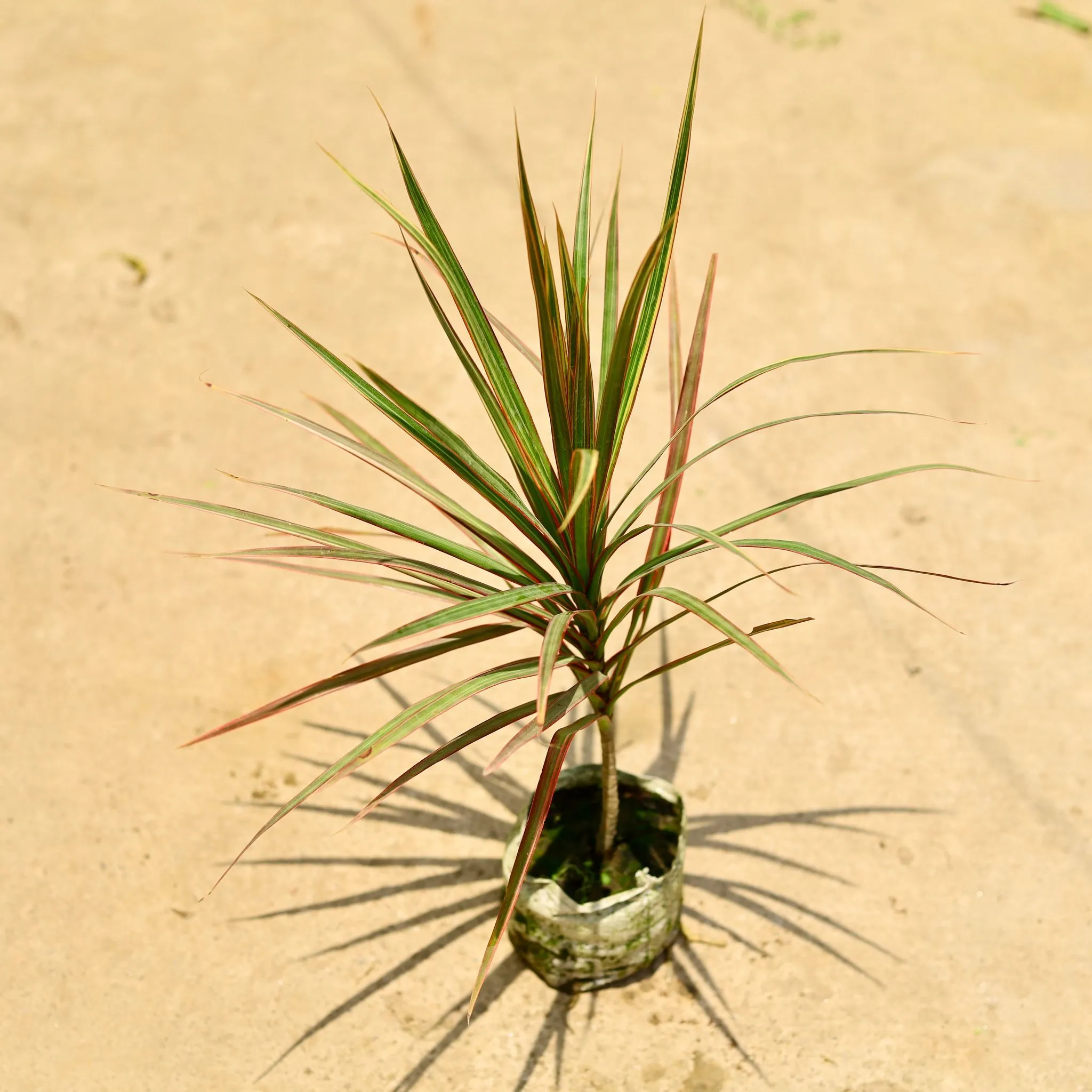 Air Purifying - Dracaena Colorama / Marginata in 4 Inch Nursery Bag