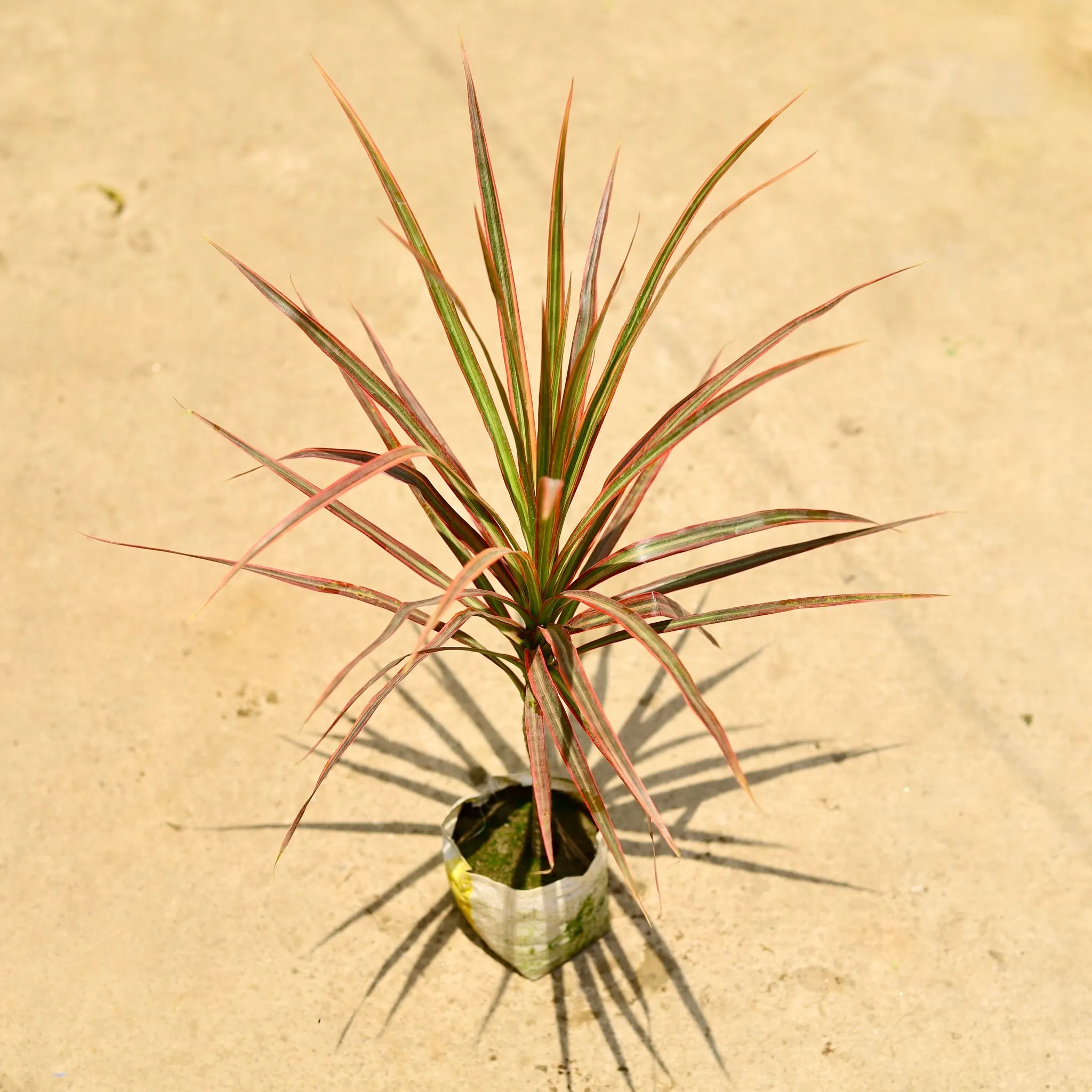 Air Purifying - Dracaena Colorama / Marginata Red in 4 Inch Nursery Bag