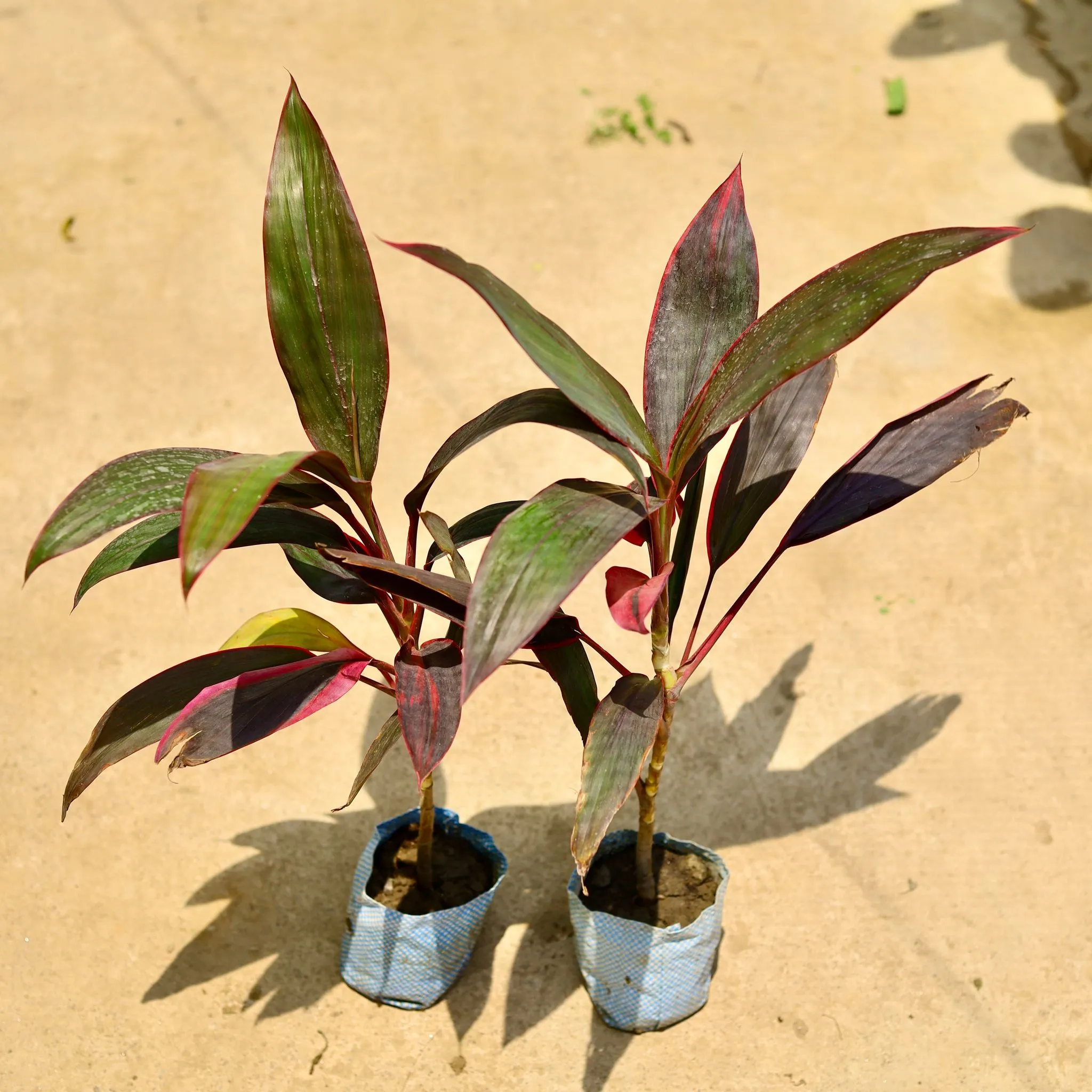 Set of 2 - Dracaena Mahatma in 4 Inch Nursery Bag