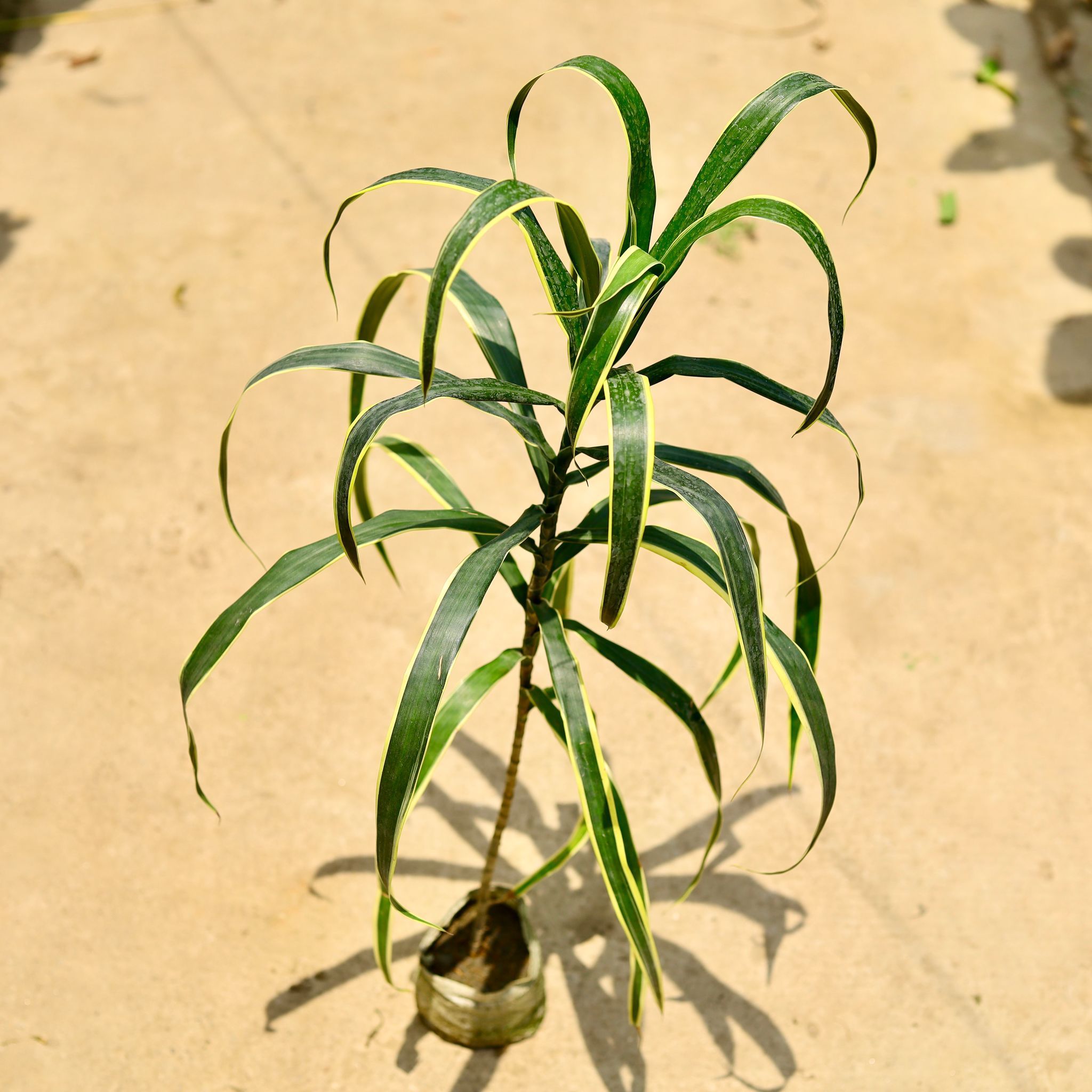Dracaena Varmica in 4 Inch Nursery Bag