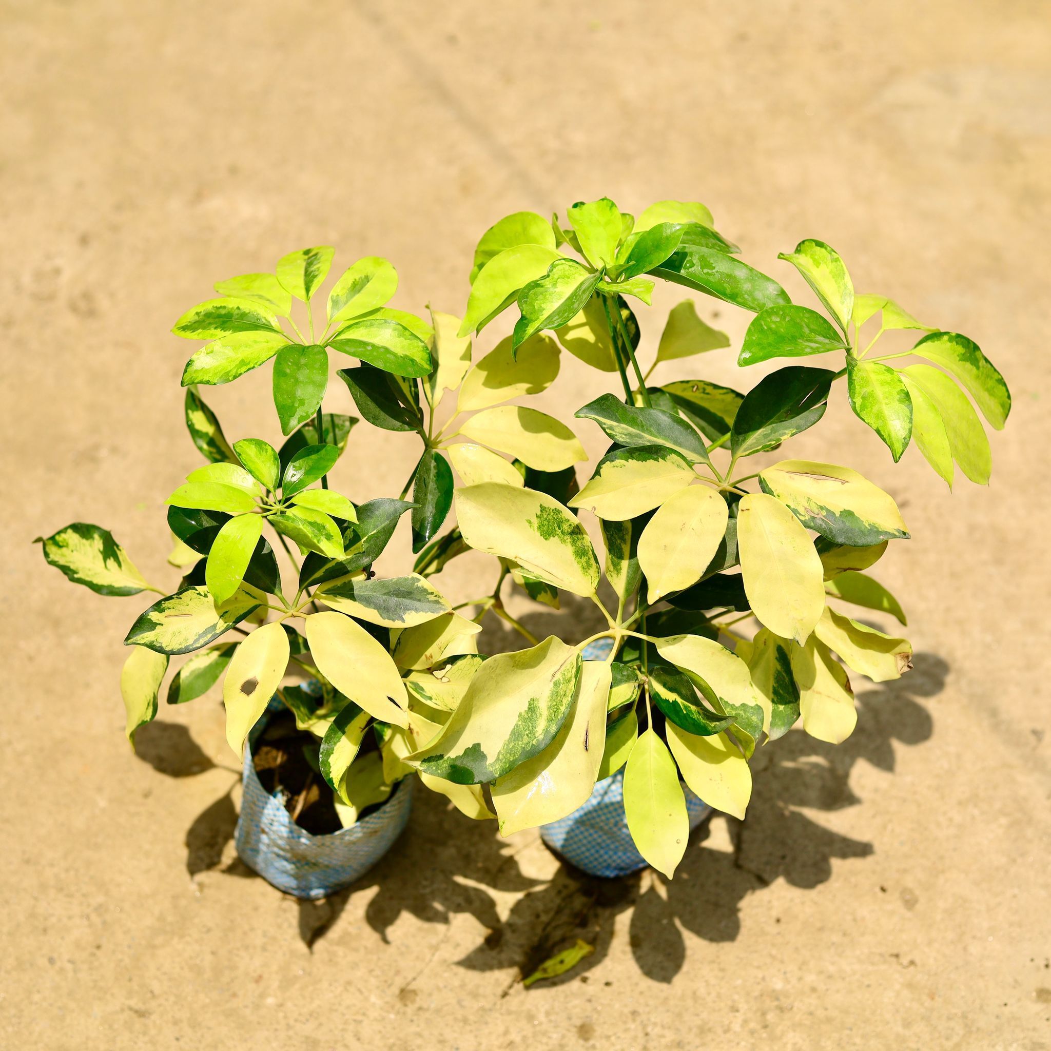 Set of 2 - Schefflera Brassia in 4 Inch Nursery Bag