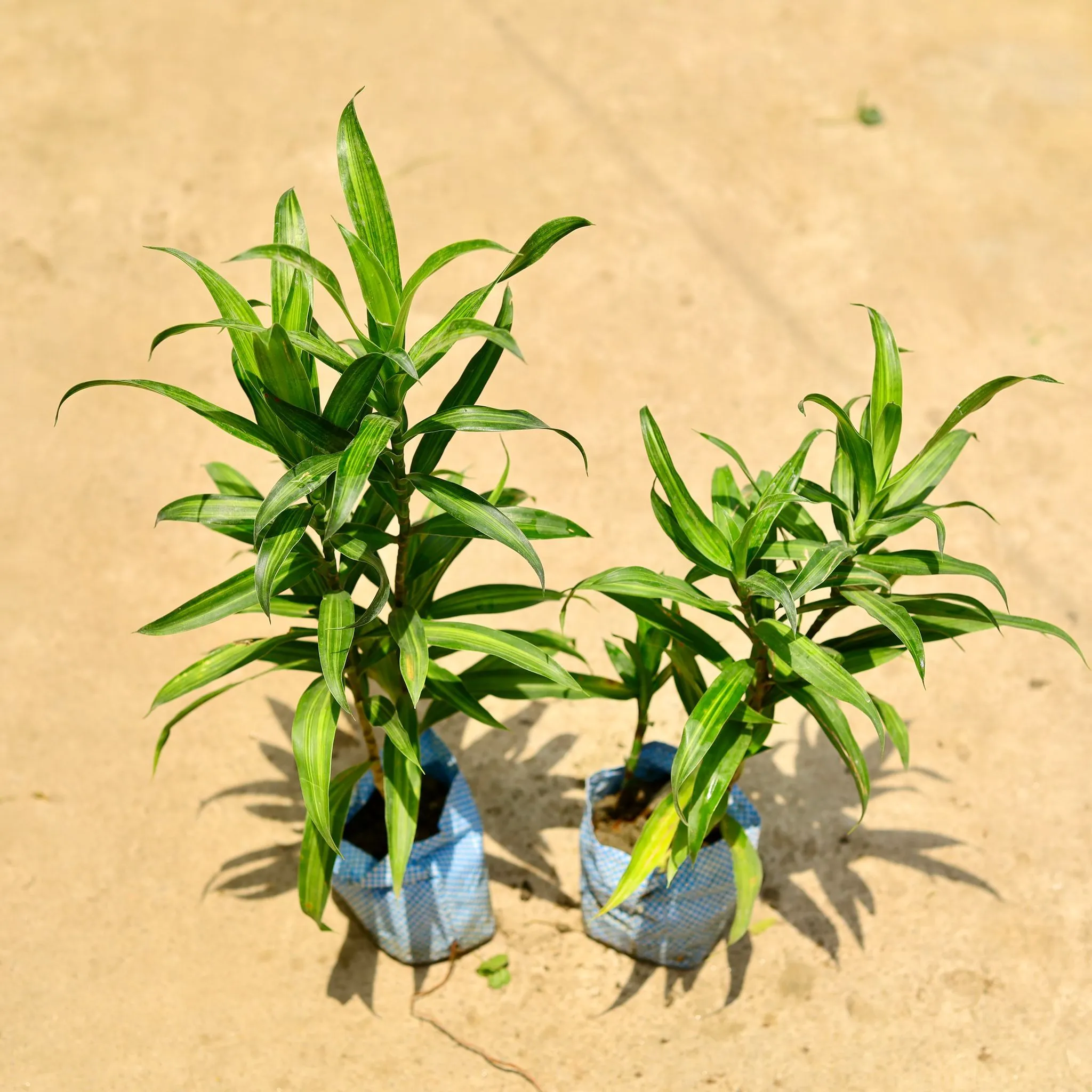 Set of 2 - Dracaena messenger in 4 Inch Nursery Bag