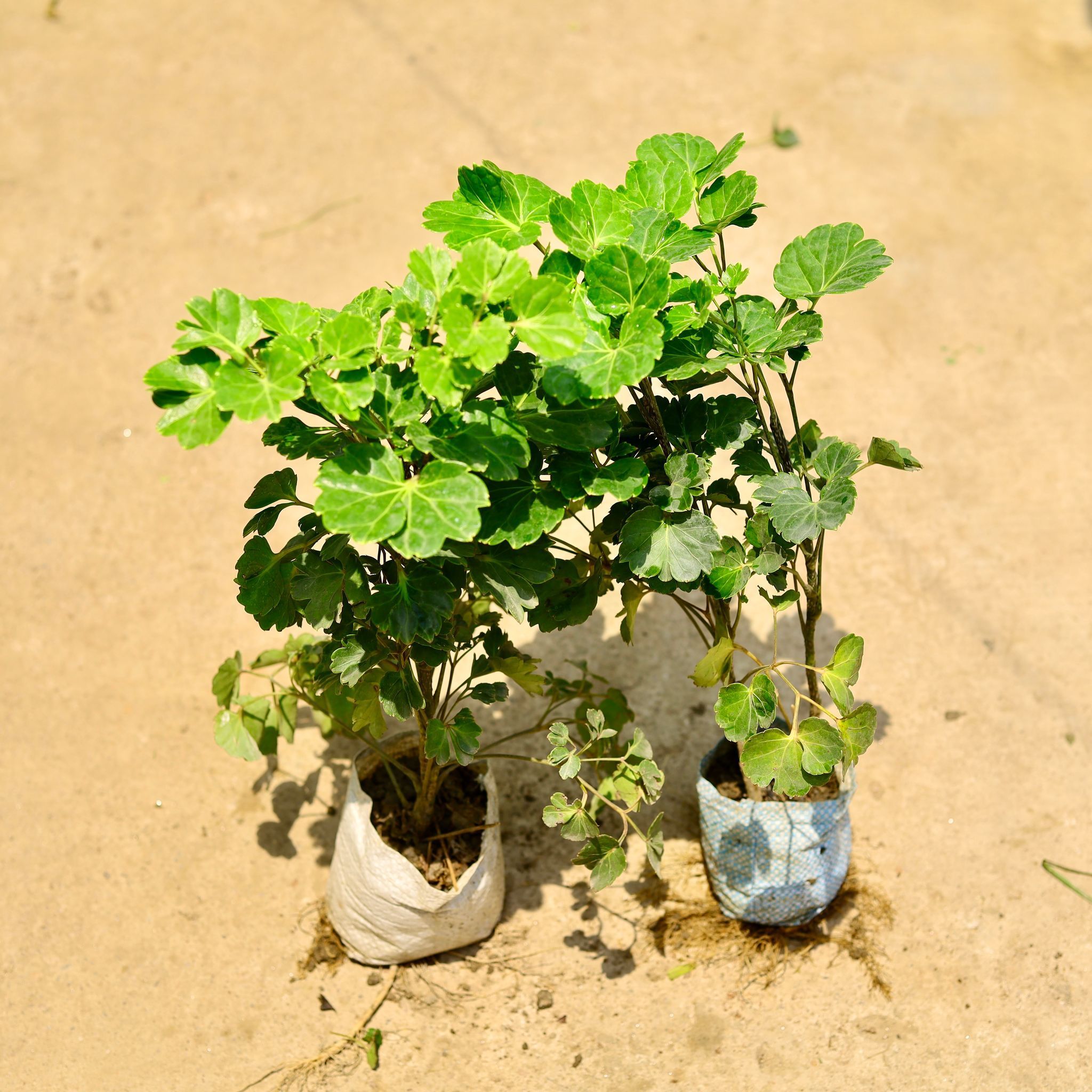 Set of 2 - Aralia apple leaf in 4 Inch Nursery Bag