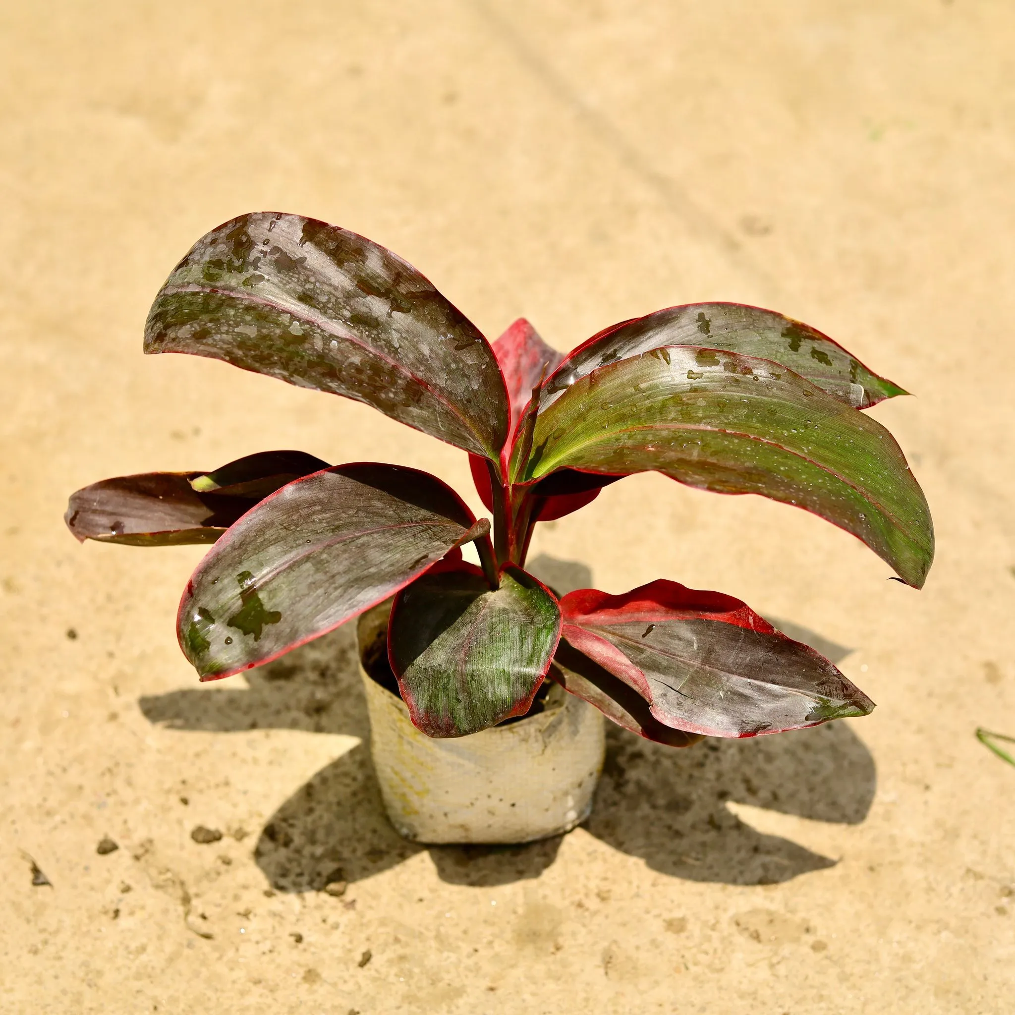 Dracaena Rosea in 4 Inch Nursery Bag