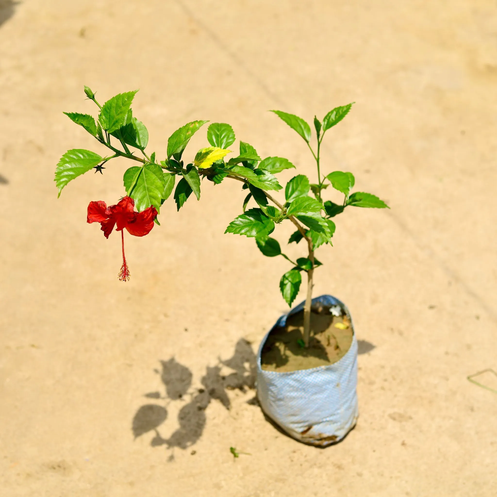 Hibiscus / Gudhal Red in 8 Inch Nursery Bag