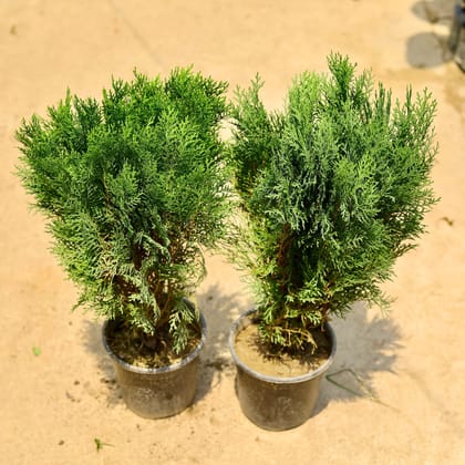 Buy Set of 2 - Morpankhi in 6 Inch Nursery Pot Online | Urvann.com