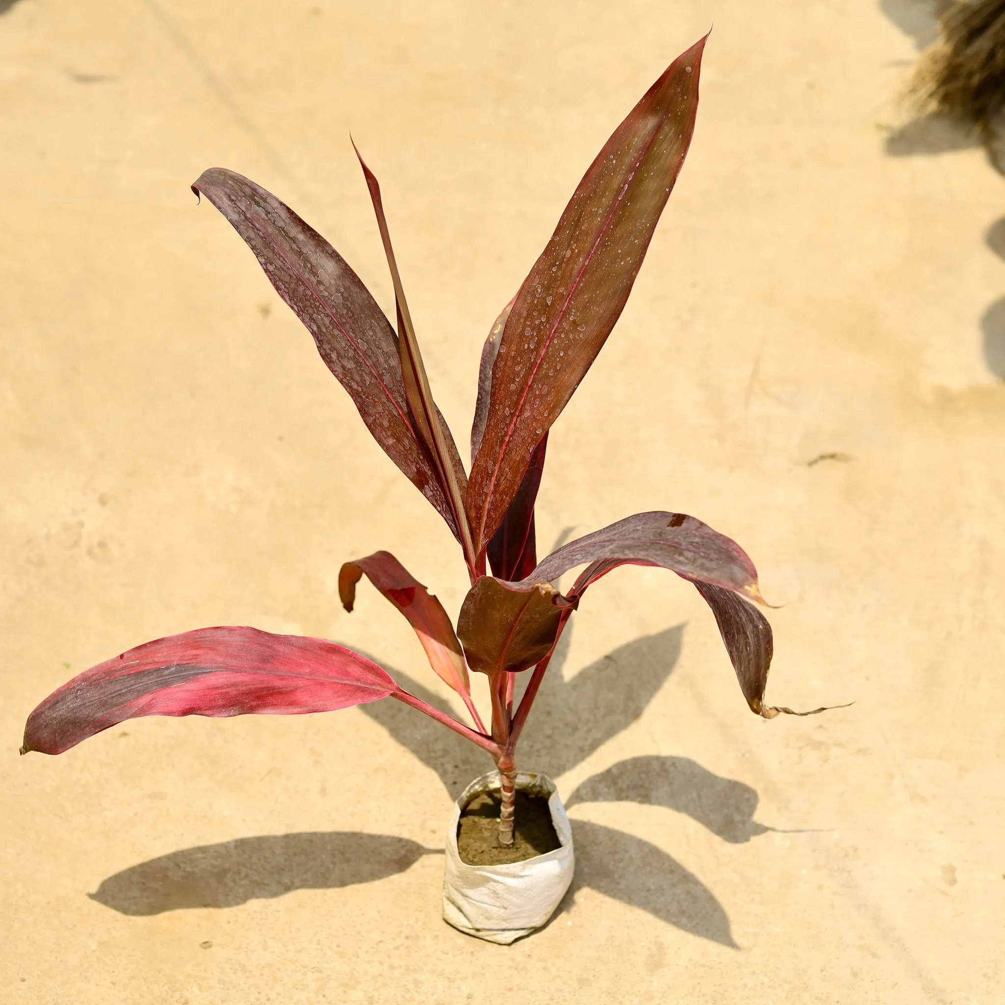Air Purifying - Dracaena Red in 4 Inch Nursery Bag