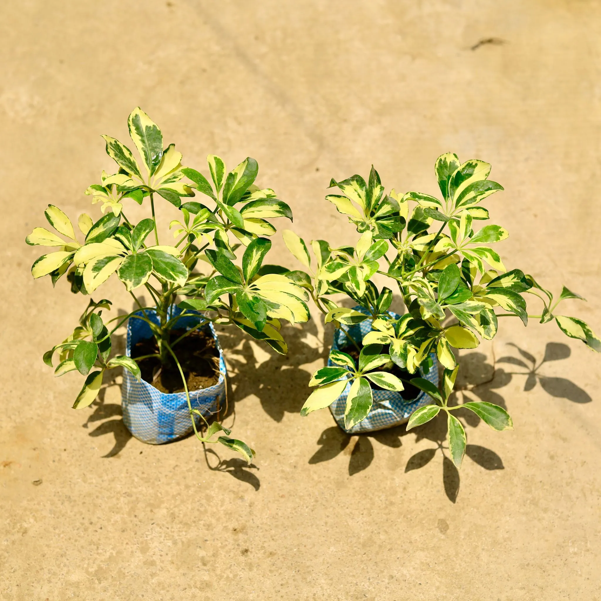 Set of 2 - Schefflera Vareigated in 4 Inch Nursery Bag