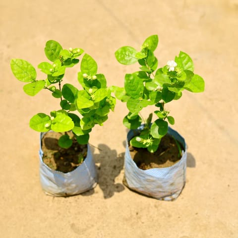 Set of 2 - Motia Jasmine in 8 Inch Nursery Bag