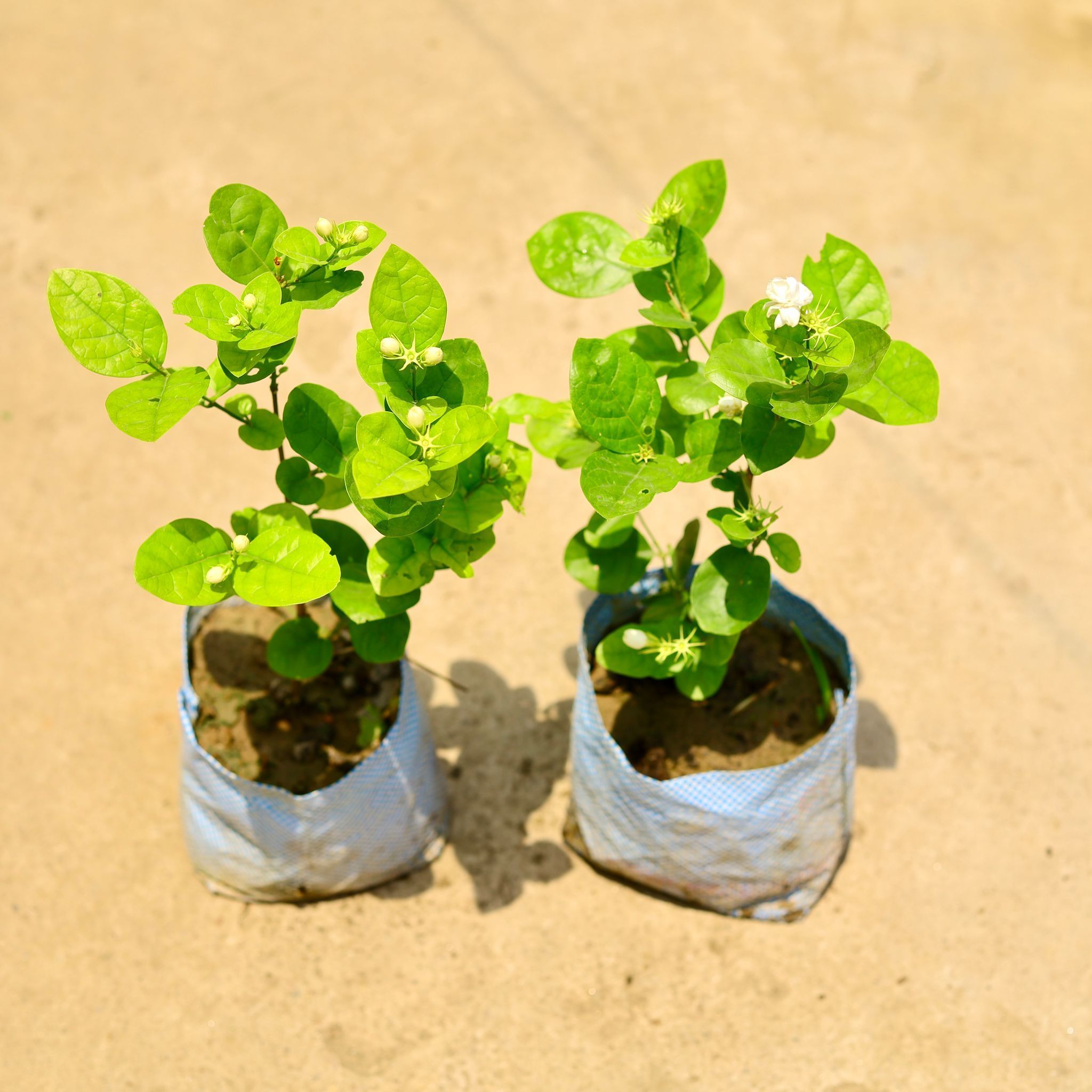 Set of 2 - Motia Jasmine in 8 Inch Nursery Bag