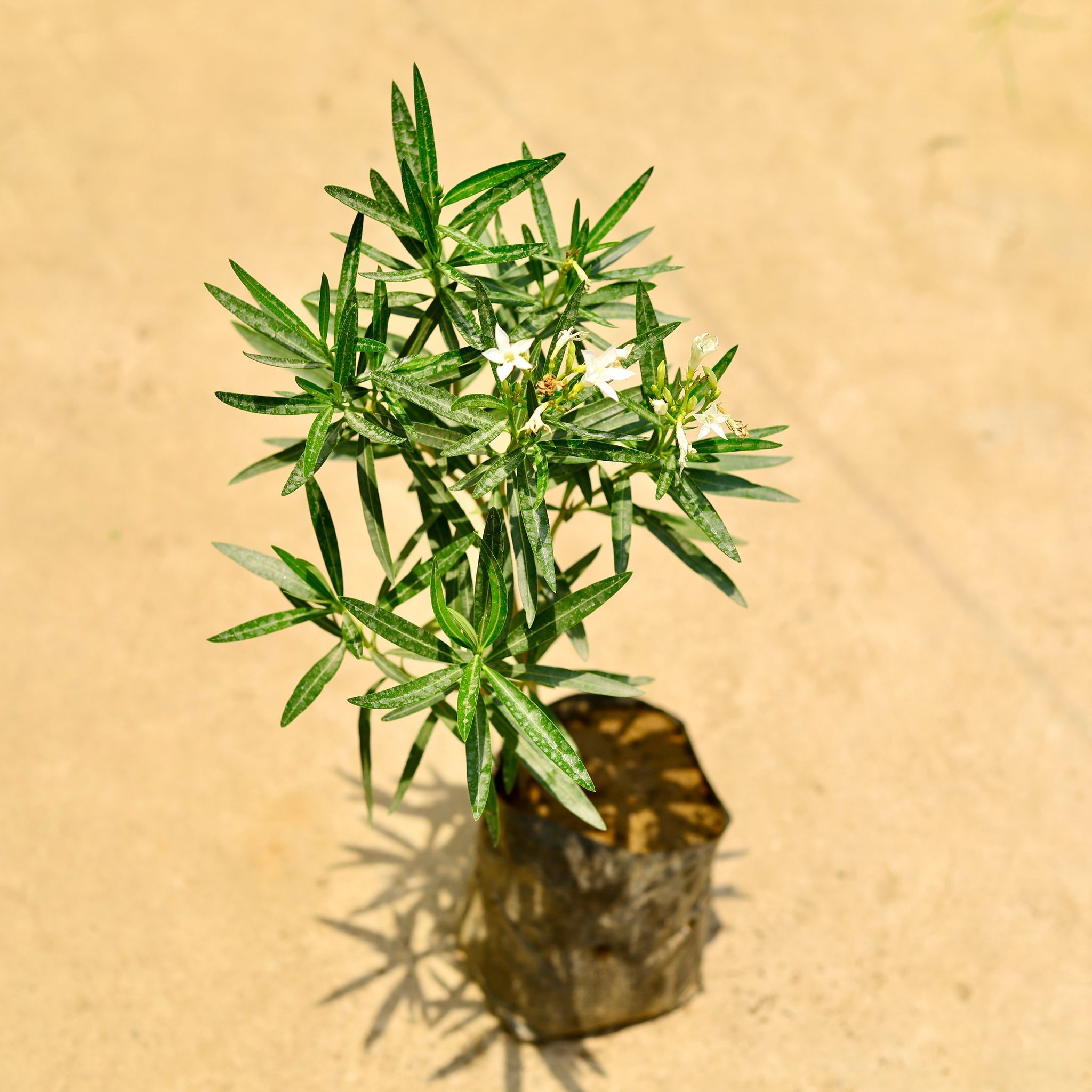 Kaner / Oleander White Dwarf in 6 Inch Nursery Bag