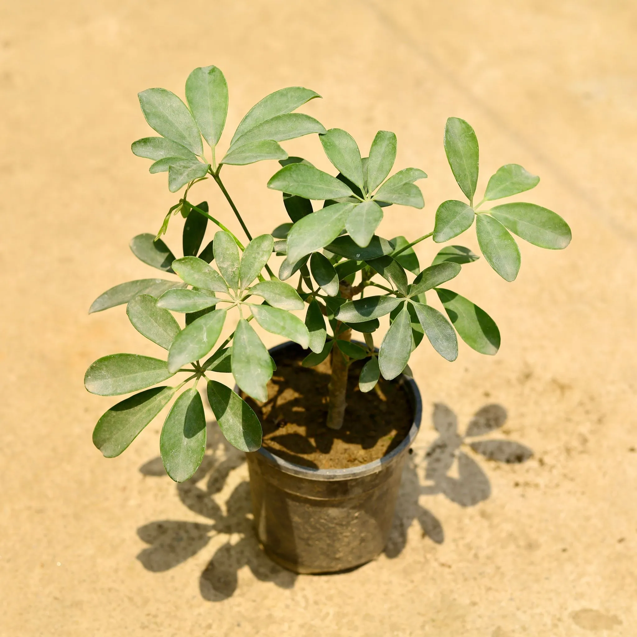 Air Purifying - Schefflera green in 6 Inch Nursery Pot