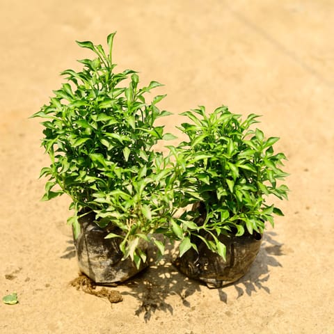 Set of 2 - Alternanthera Green in 4 Inch Nursery Bag