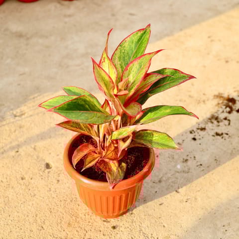 Aglaonema Lipstick in 10 Inch Terracotta Red Olive Plastic Pot