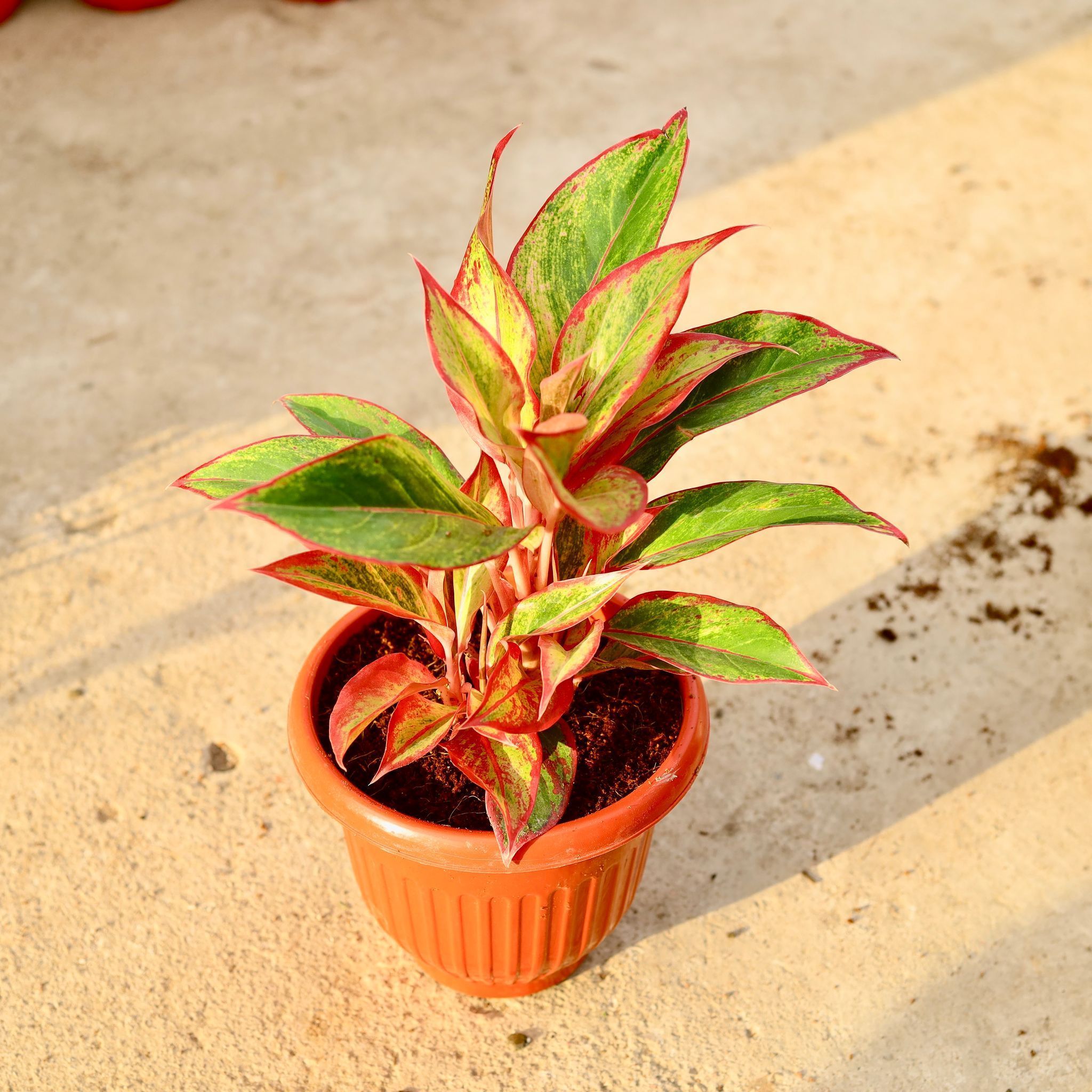 Aglaonema Lipstick in 10 Inch Terracotta Red Olive Plastic Pot