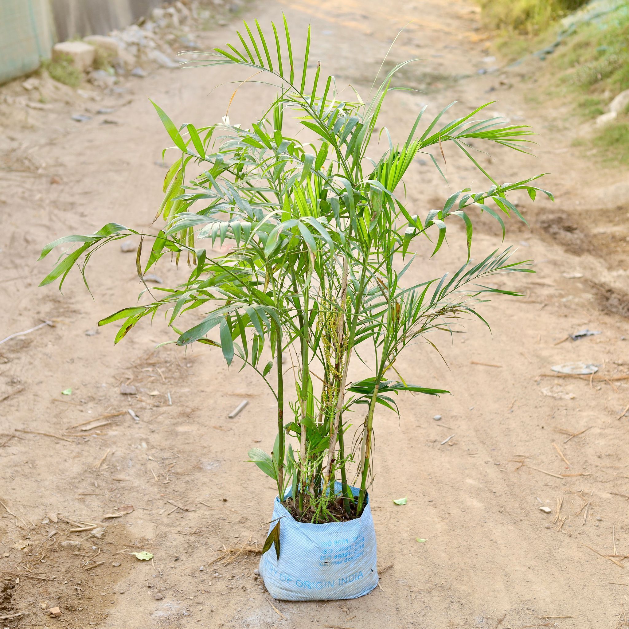 Cane / Bamboo Palm in 12 Inch Nursery Bag