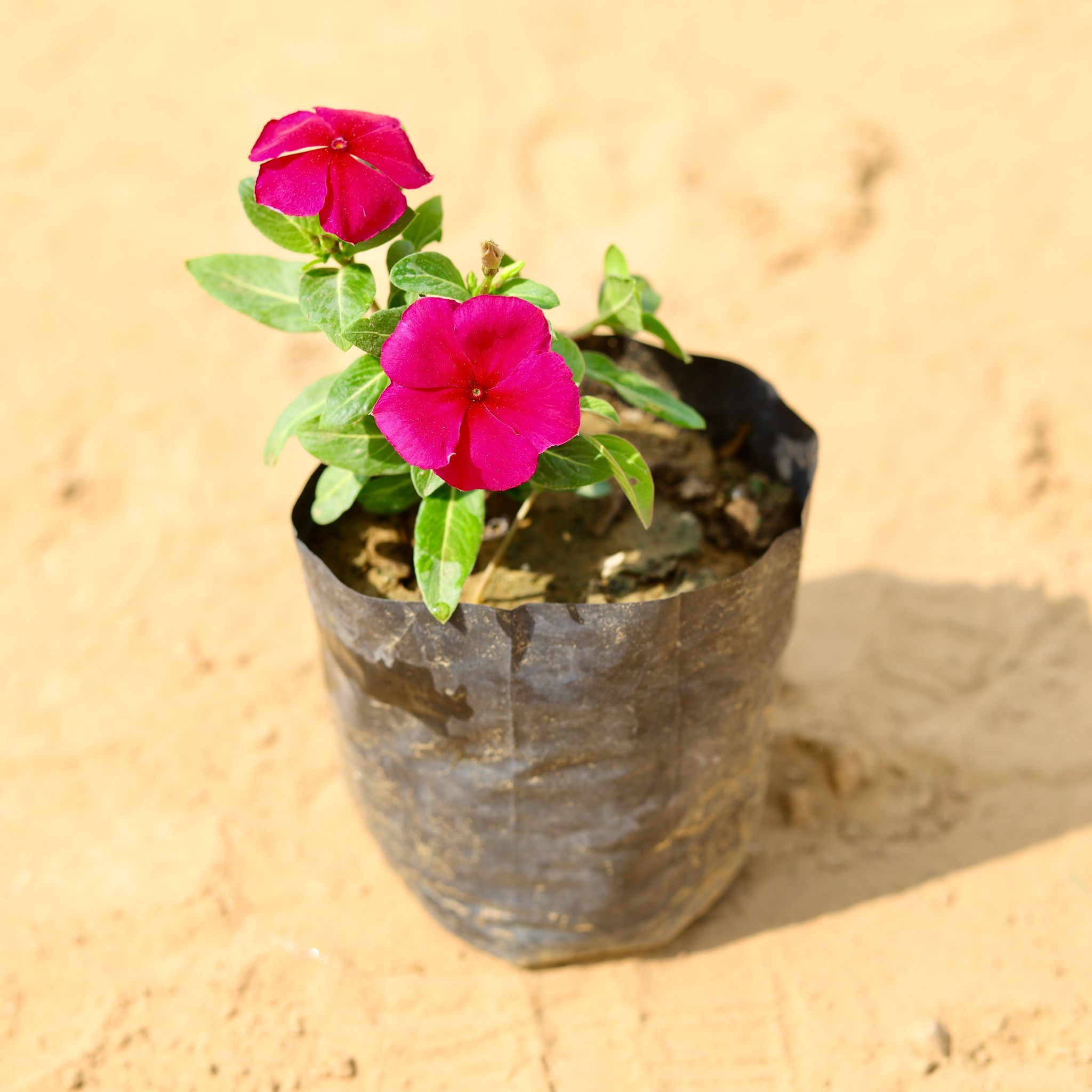 Periwinkle / Vinca / Sadabahar Red in 4 Inch Nursery Bag