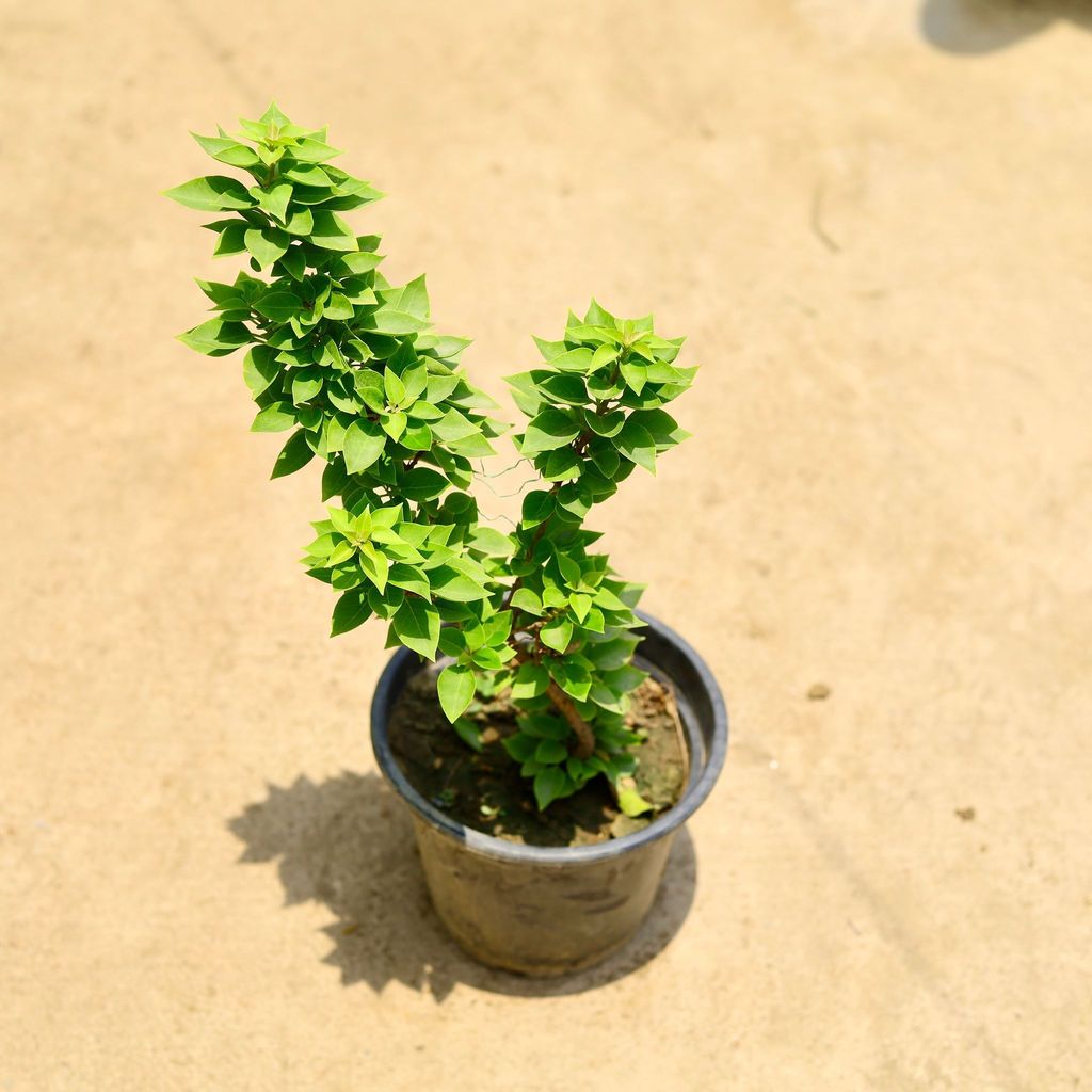 Buy Bougainvillea torch glow in 8 Inch Nursery Pot Online | Urvann.com Bougainvillea torch glow (any colour) in 8 Inch Nursery Pot