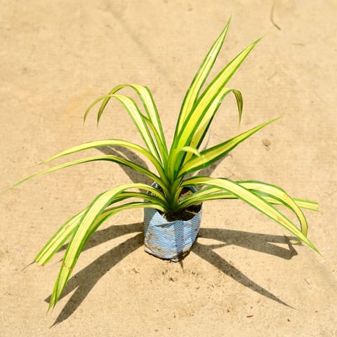 Pandanus / Screwpine in 4 Inch Nursery Bag